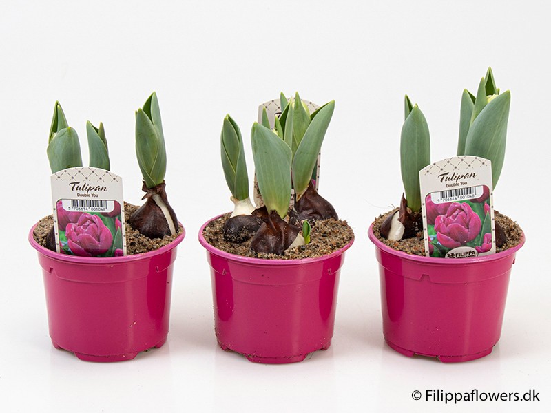 TULIPA FERGANICA 'Double You', D 10