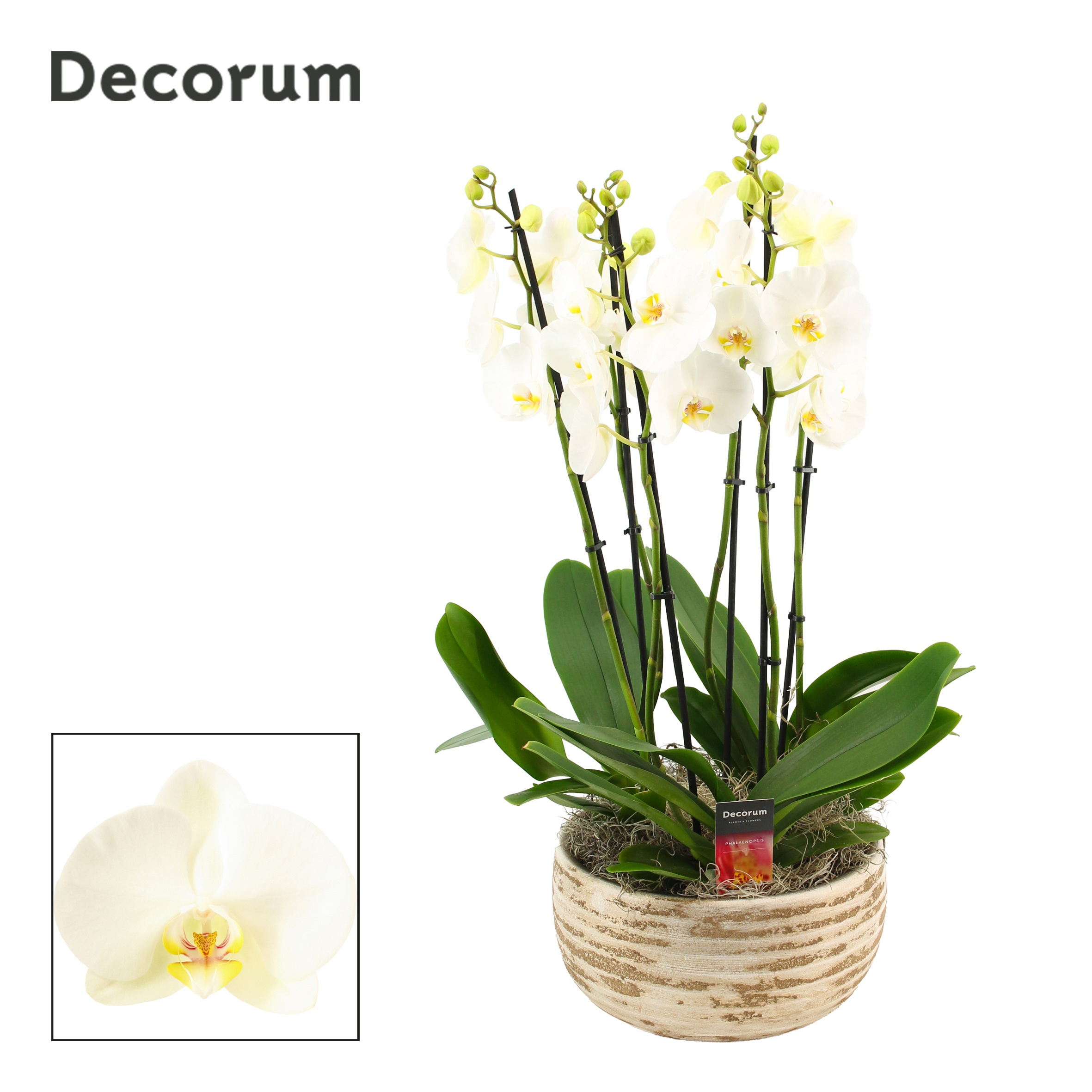 Luna 6 tak symphony white (Deco-collection), D 27