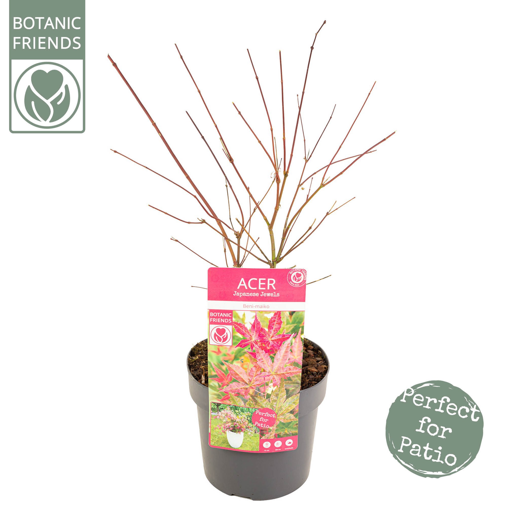 Acer palm. 'Beni-maiko', D 19