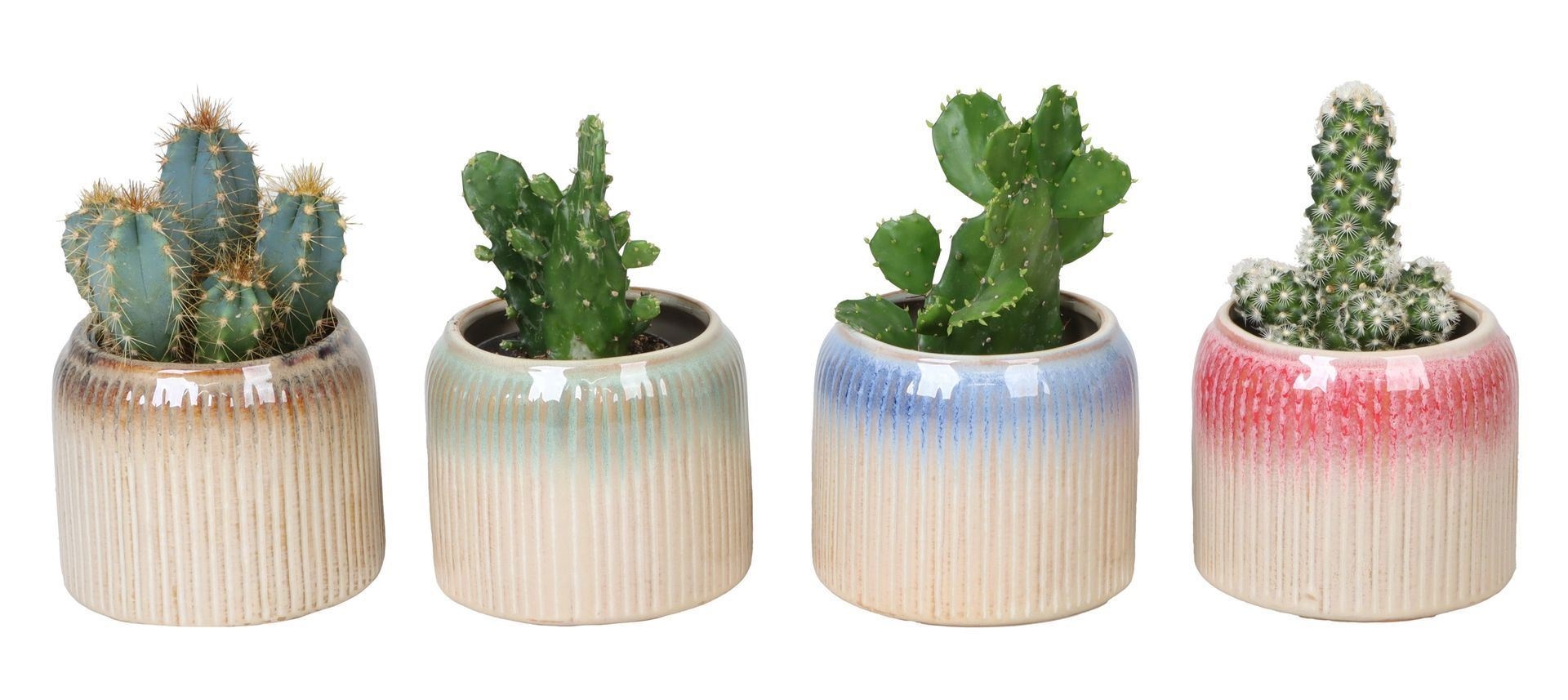 L 67125 With Cactus Mix 6 cm, D 6