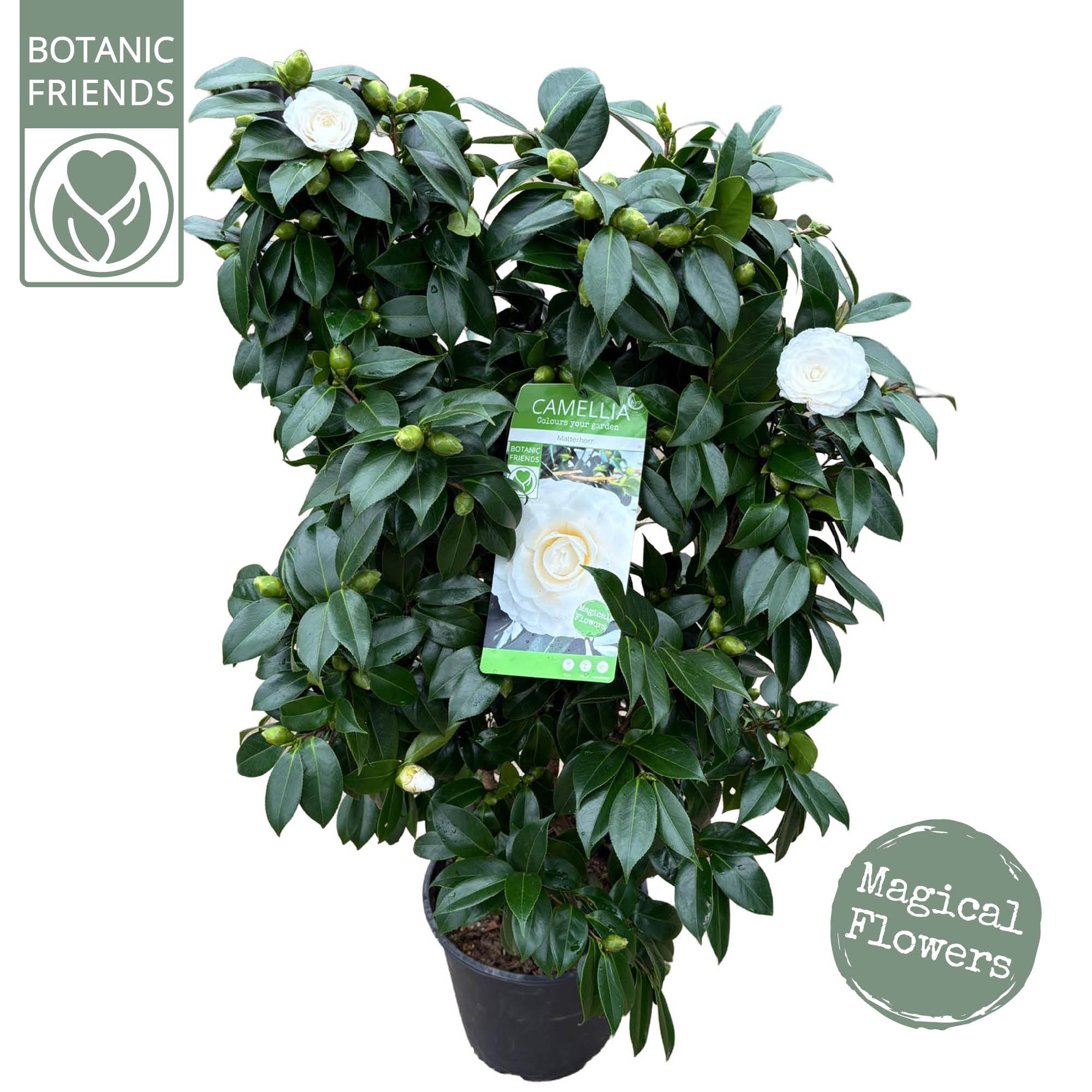 Camellia jap .'Matterhorn', D 29