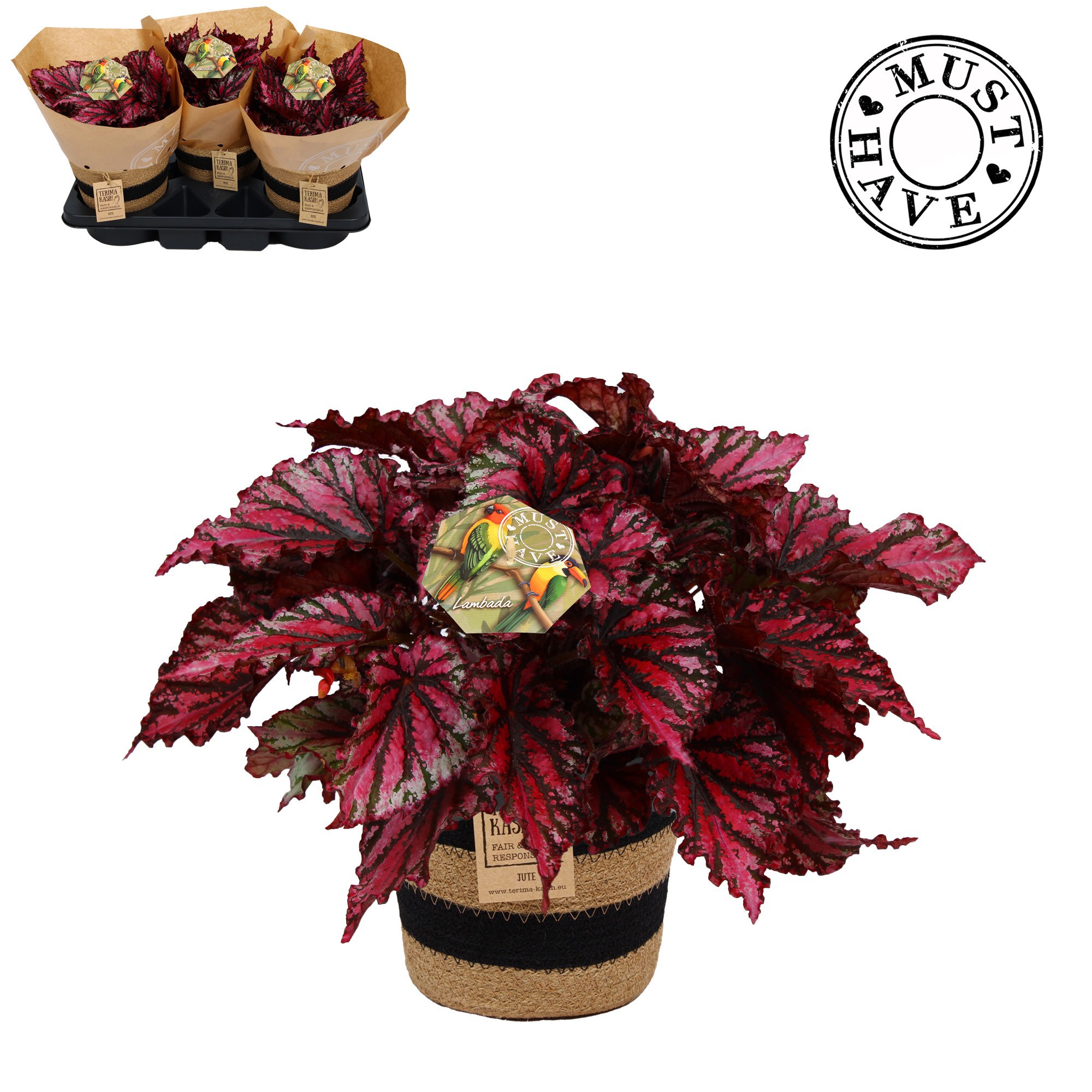 Bladbegonia 17 Lambada Must Have in Jutte mand, D 17