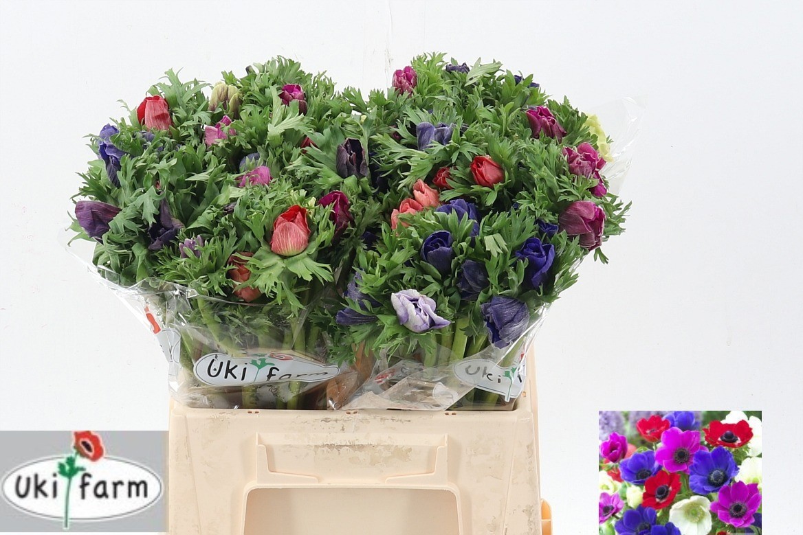 Анемон Микс в пачке 40, шт.