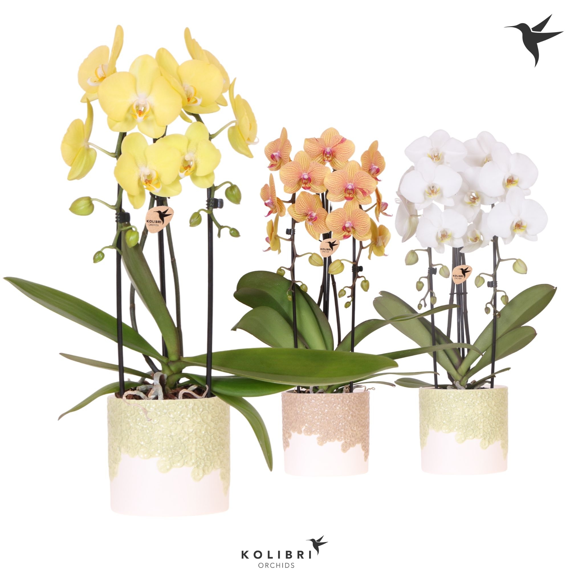 Kolibri Orchids Cascade Niagara Fall mix 2 spike in Bloom pot sand mix, D 12