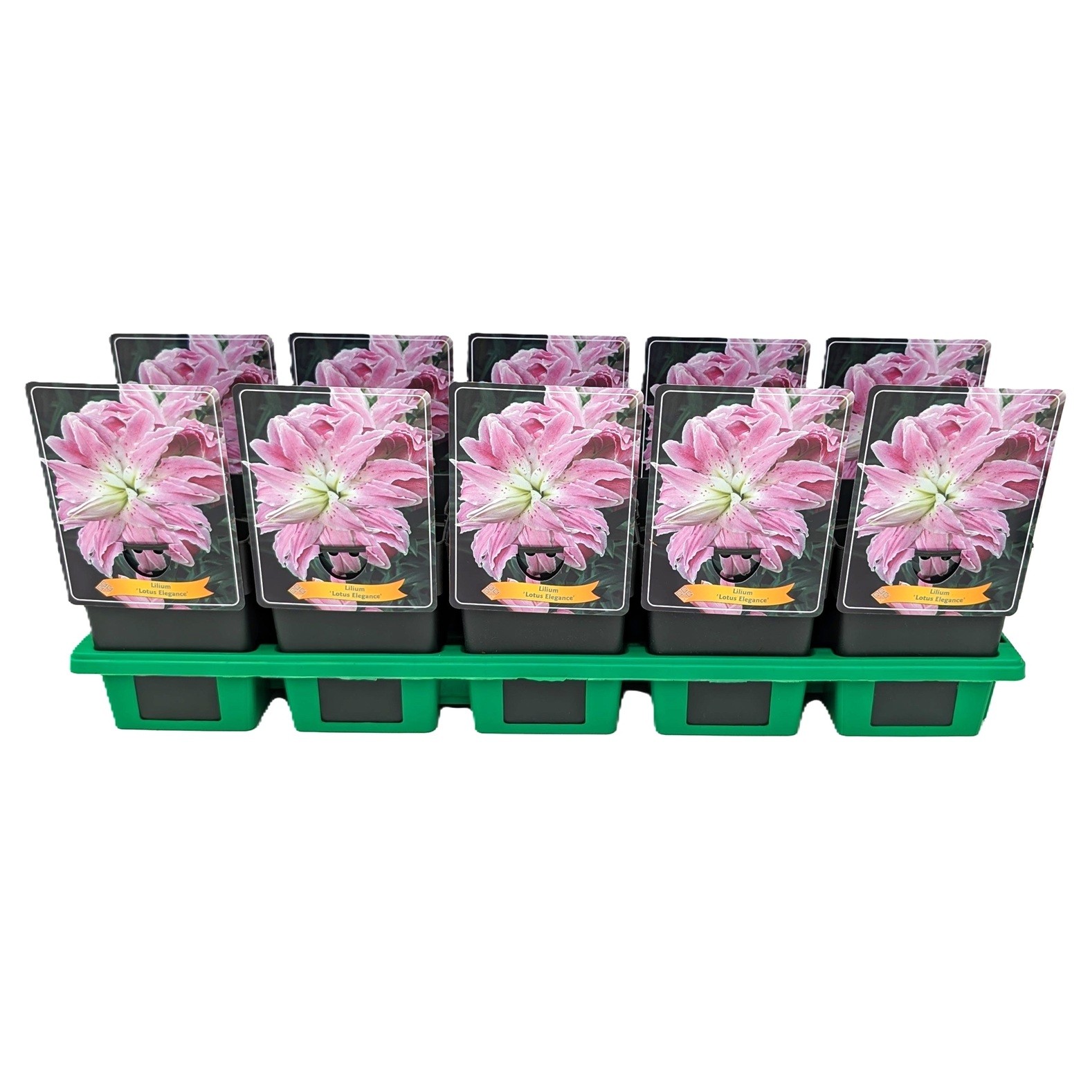 Lilium 'Lotus Elegance' P11, D 11