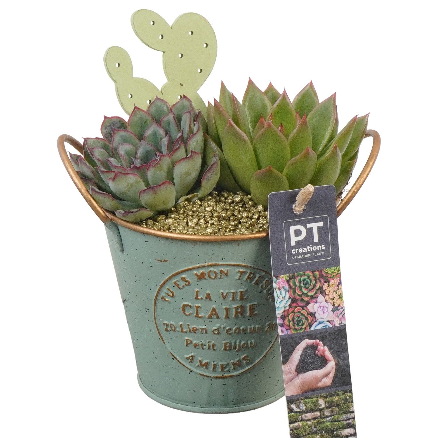 PTSU8508 Arrangement Succulenten in metaal potje, D 11