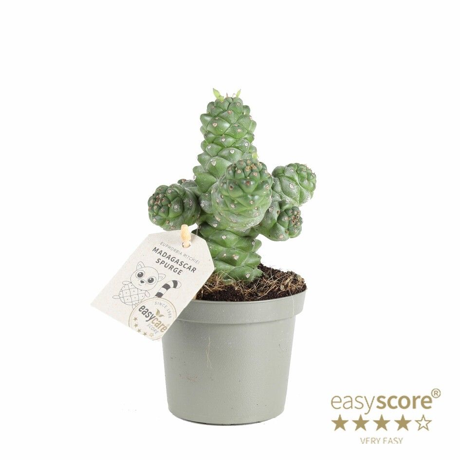 EUPHORBIA RITCHIEI, D 9