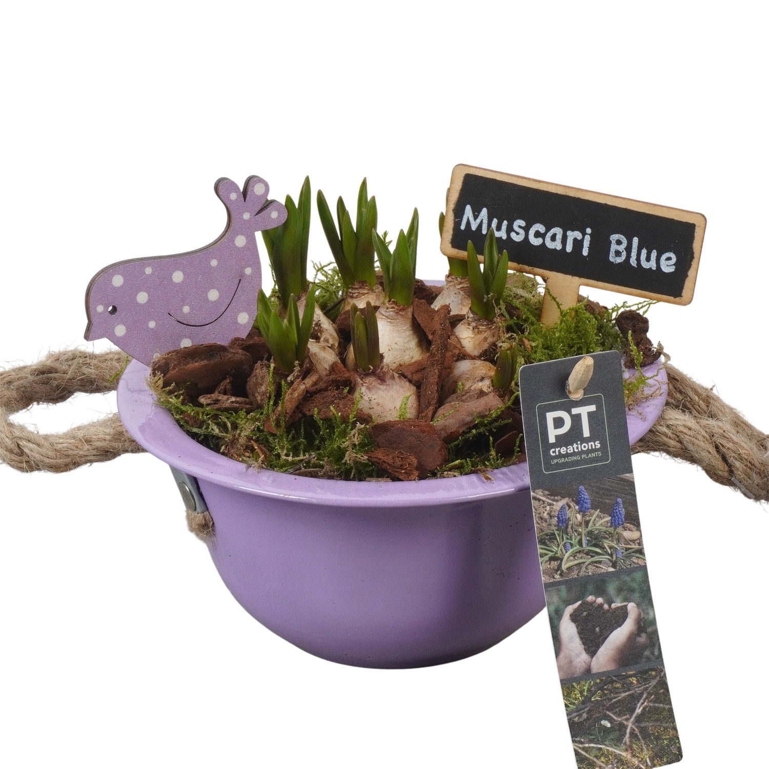 PTMB6109 Arrangement Muscari Blue in zink schaal, D 16