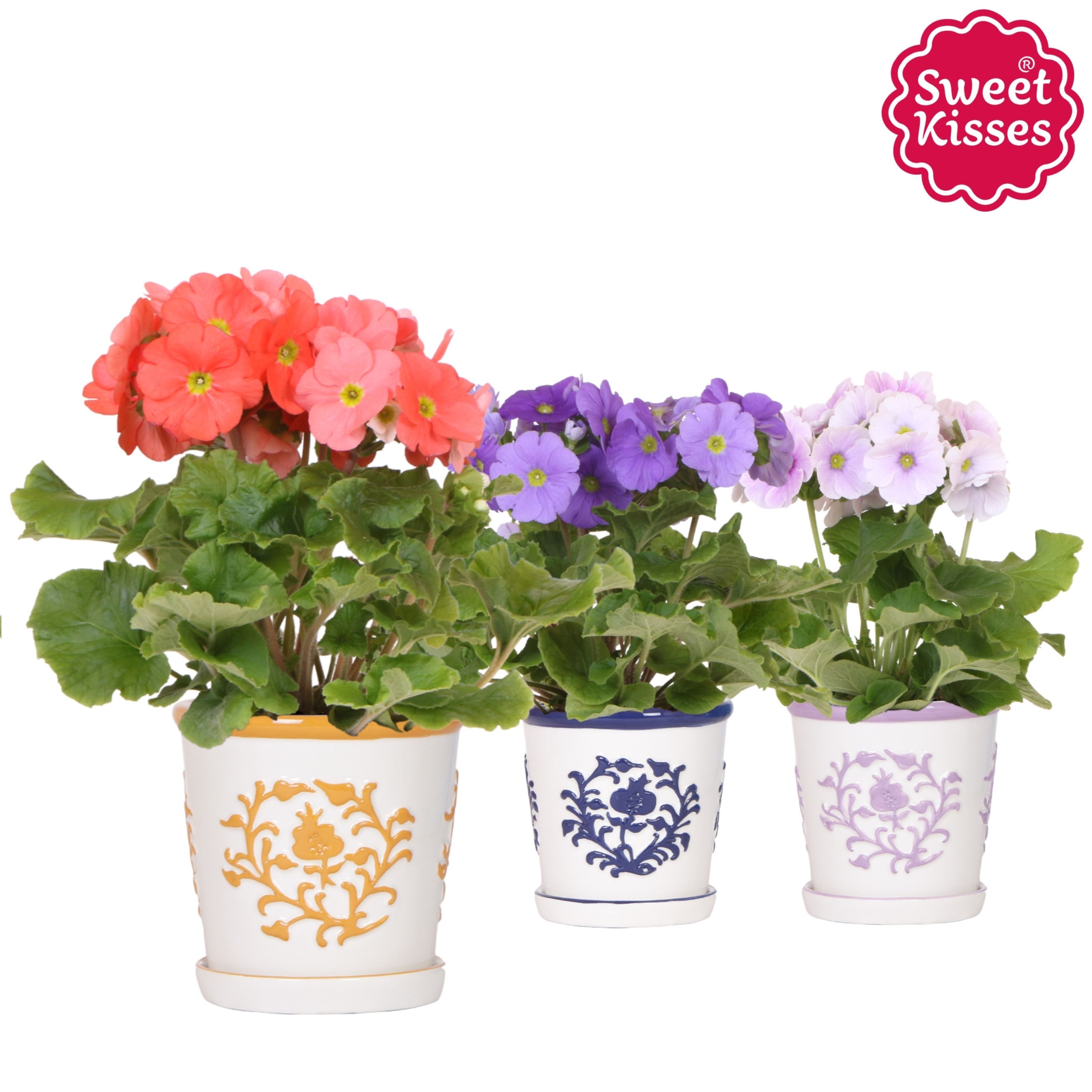 Primula Obconica Sweet Kisses mix in Malaga pot mix, D 12