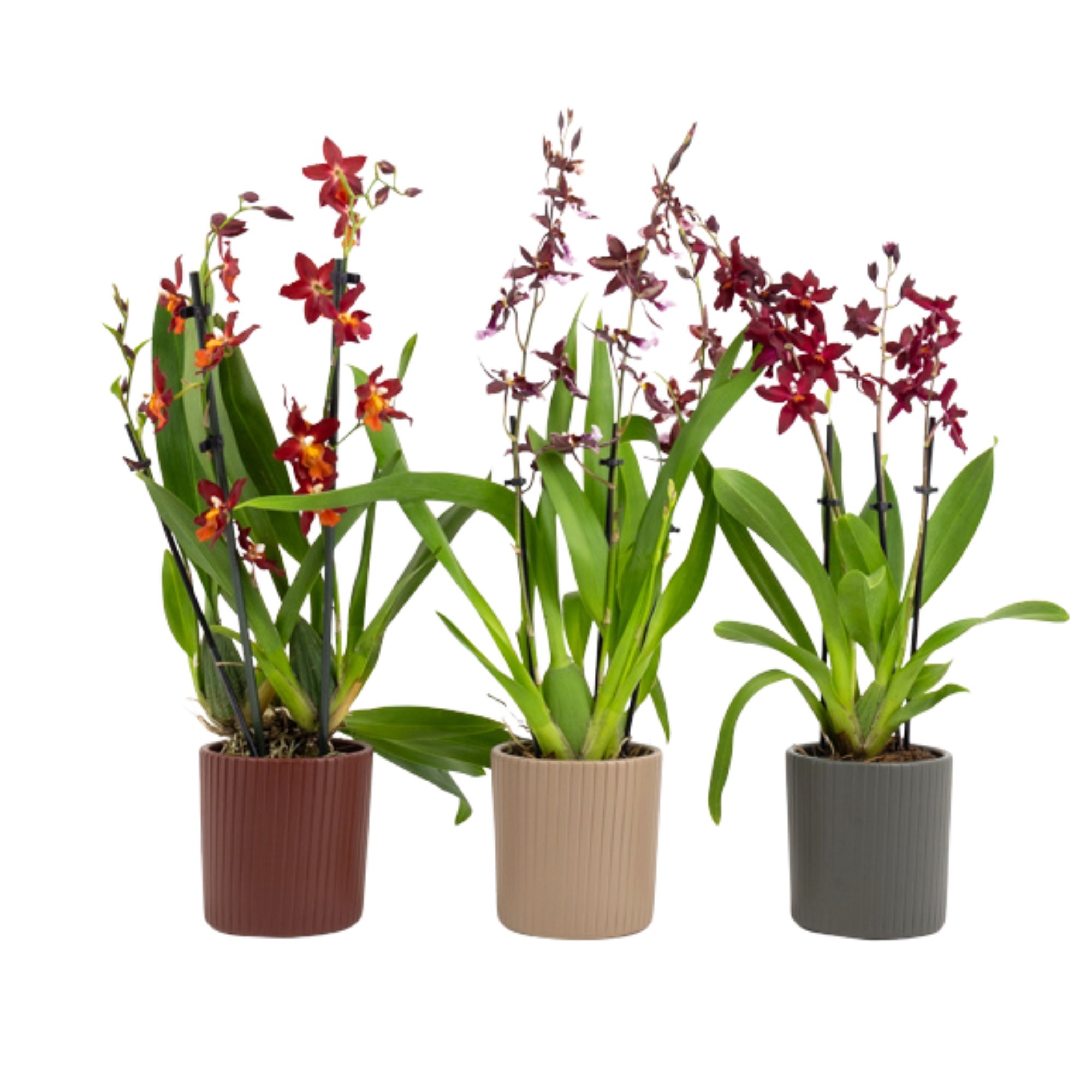 Inca Cambria Red mix 3+ spike 9cm in Eva ceramics, D 9