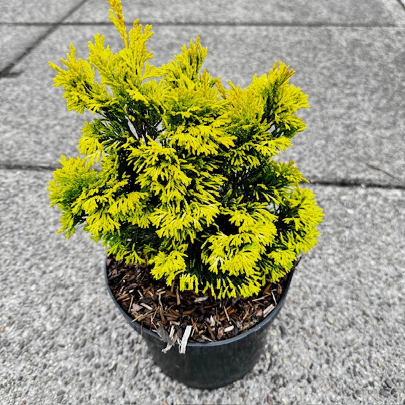 Chamaecyparis obt. 'Gold Post', D 19