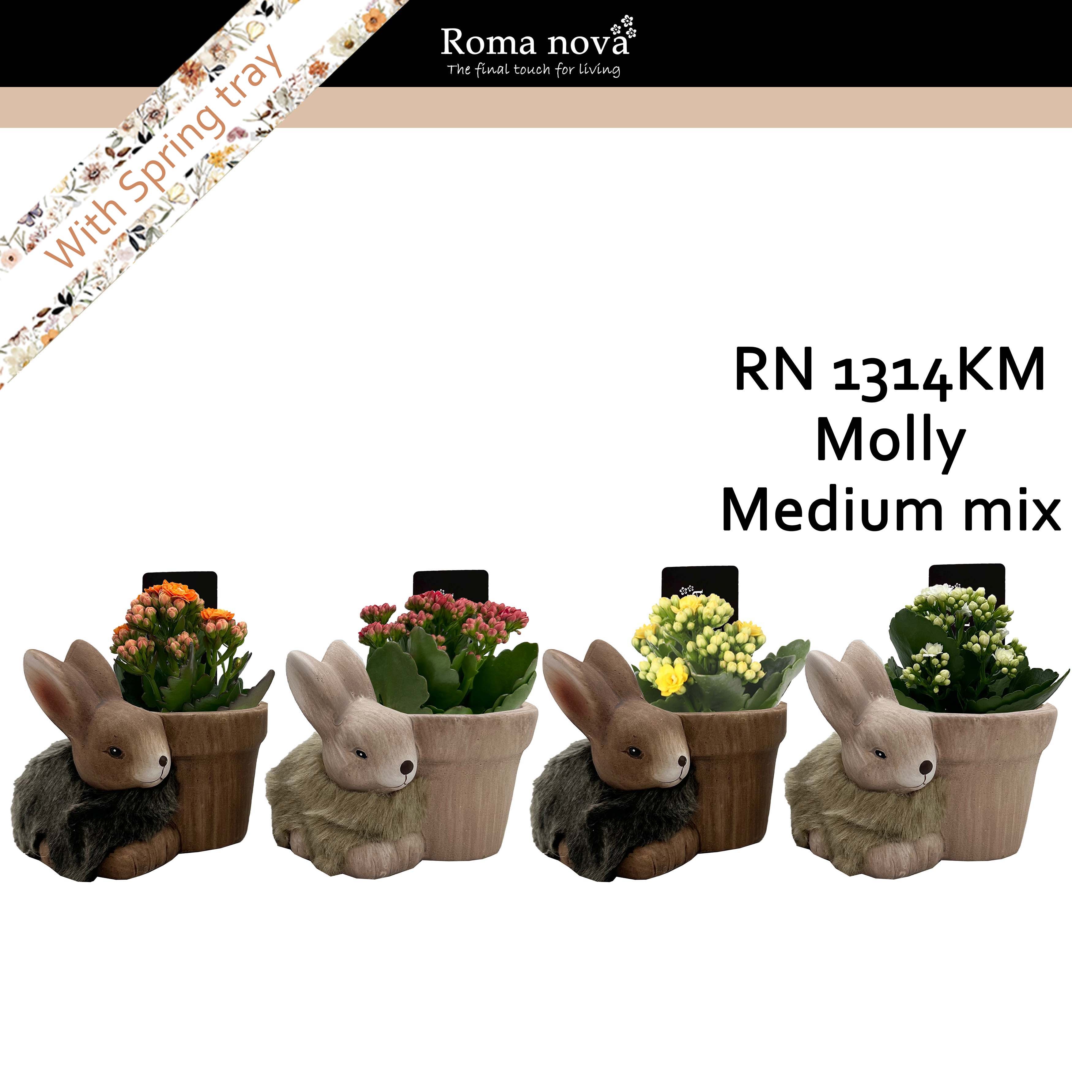 1314KM - Molly Medium mix (Kalanchoe mix), D 15