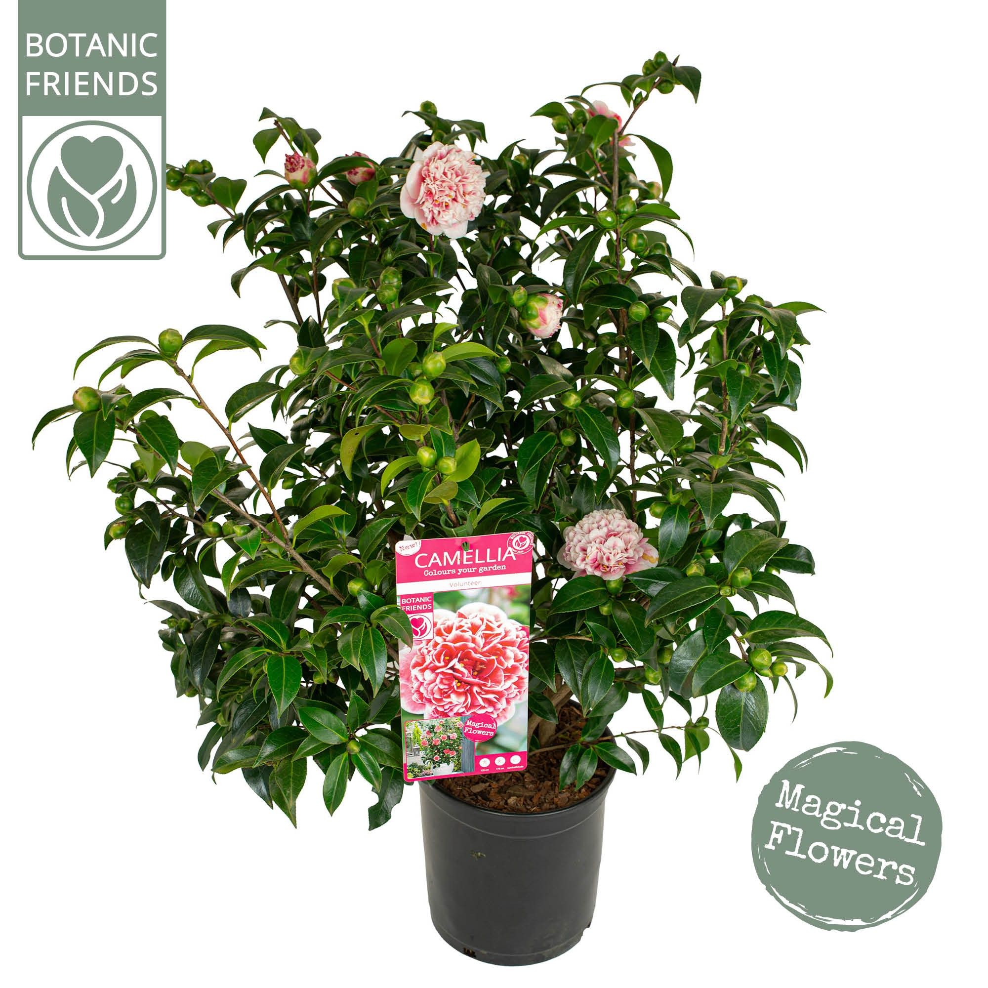 Camellia wil. 'Volunteer' ®, D 29