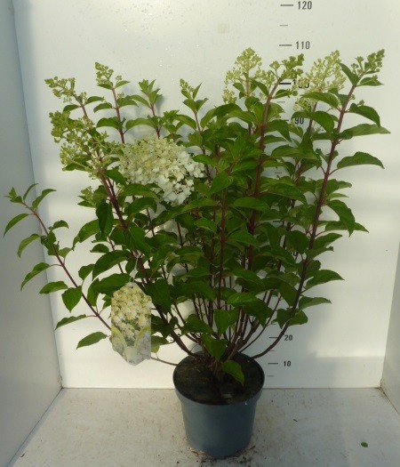 824 FA : Hydrangea Paniculata "Silver Dollar", D 26