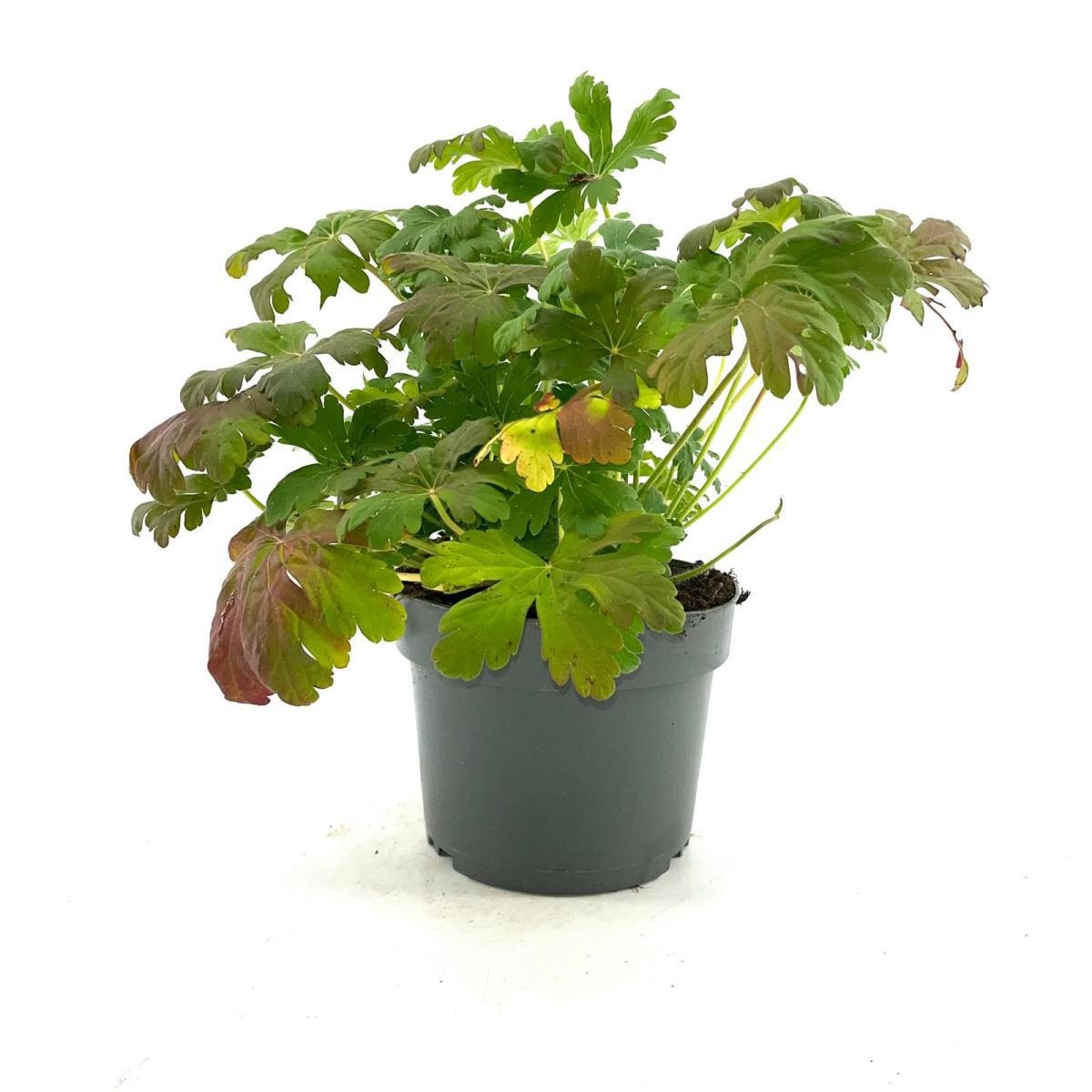 Geranium macr. 'Album', D 17