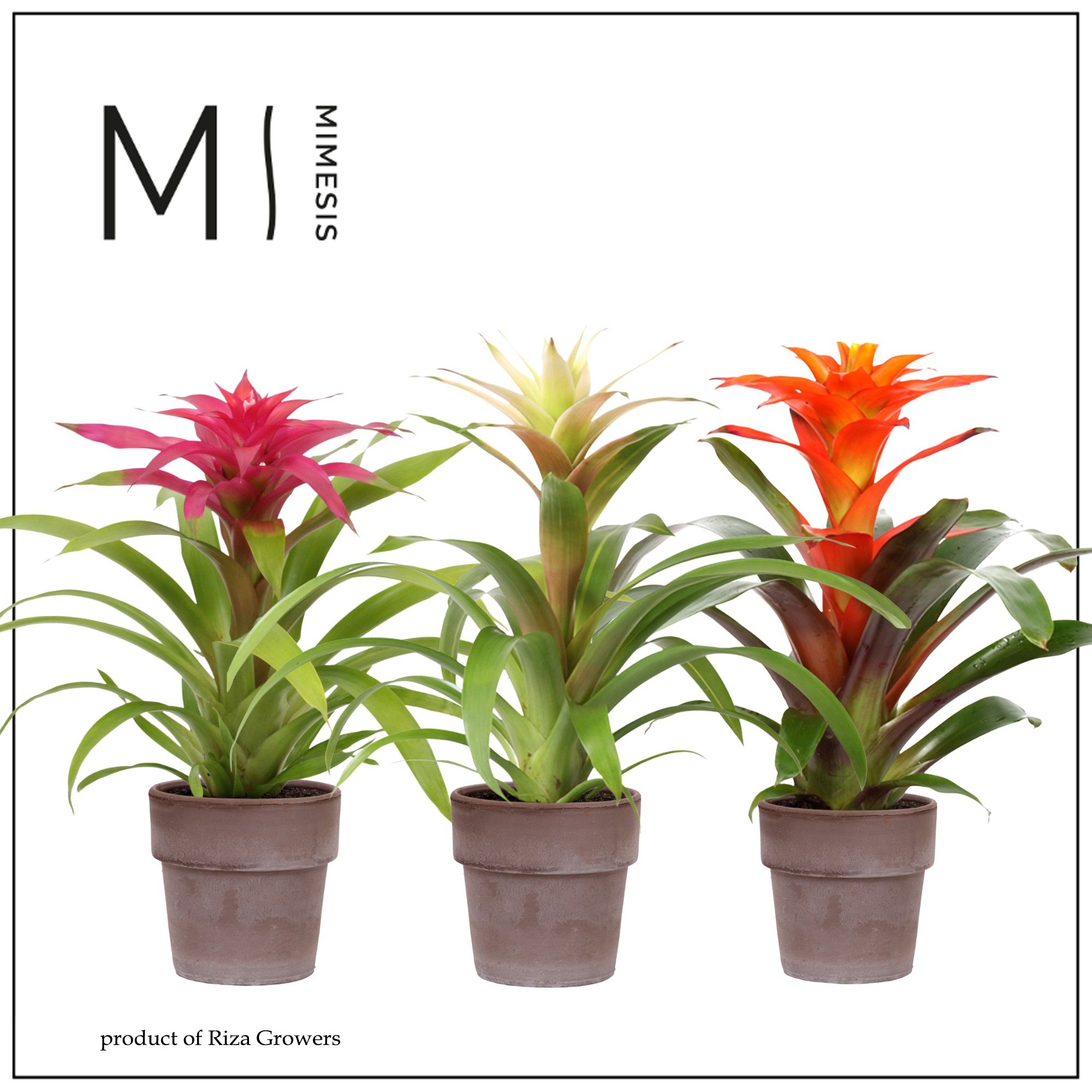 Guzmania Happy - 13cm in Toscana | Mimesis, D 12