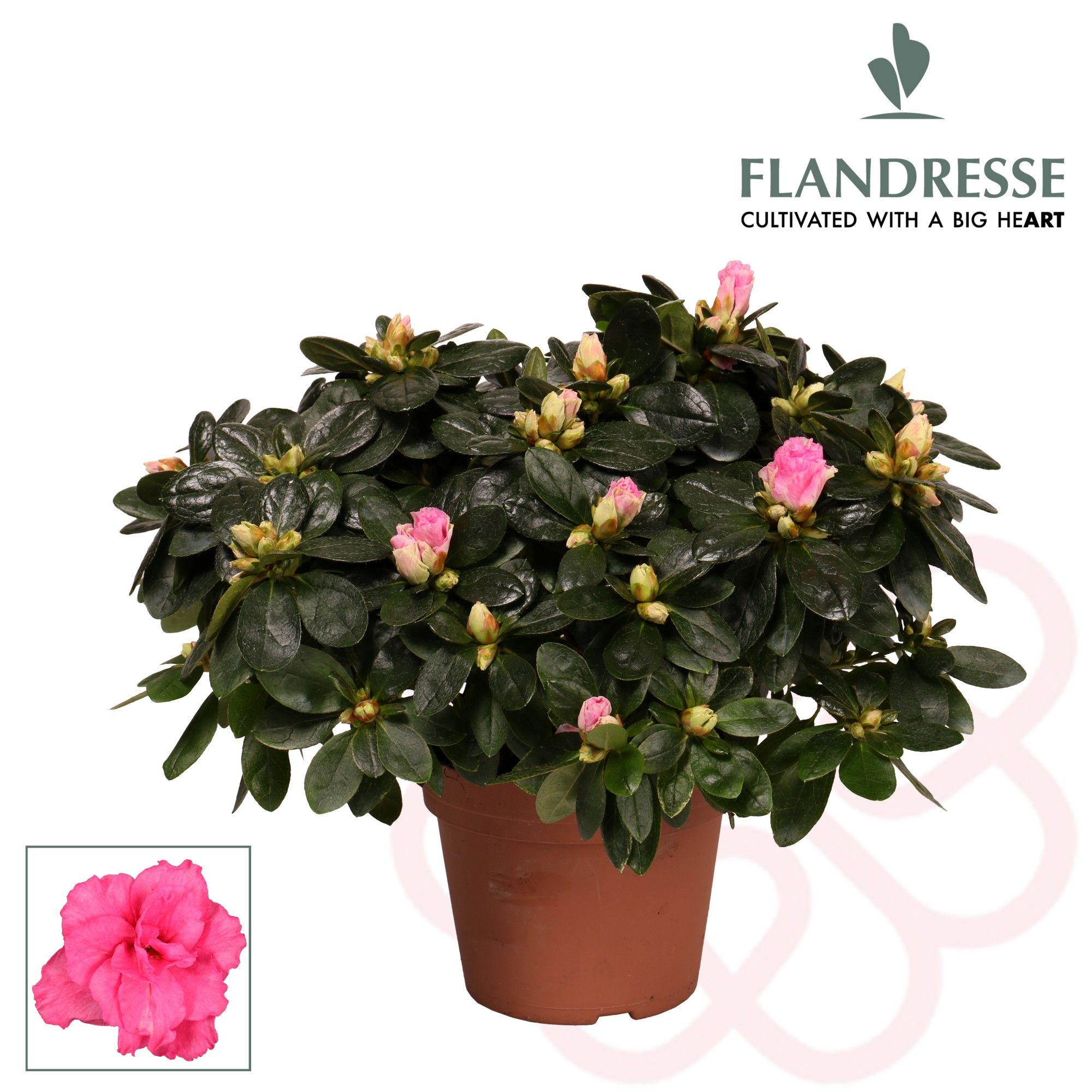 Azalea Flandresse® 'roze' 30 - 32 cm, D 14