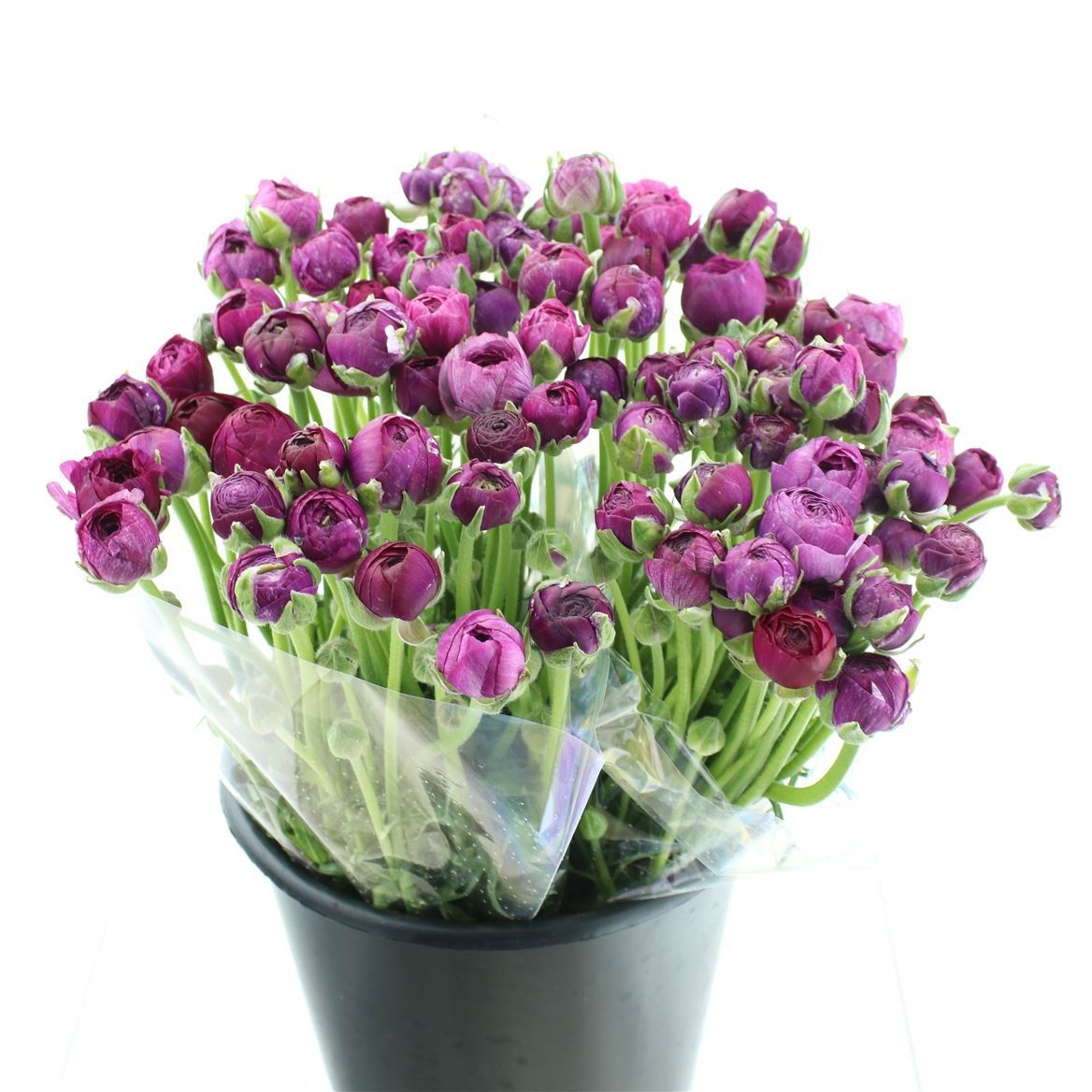 Ранункулус Элеганс Виолет 45, шт.