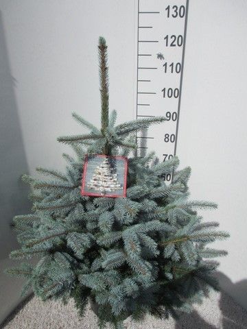 Picea pungens Super Blue 90-110 P32, D 32