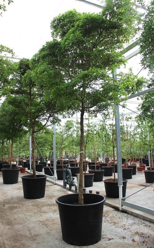 Bucida buceras, D 96