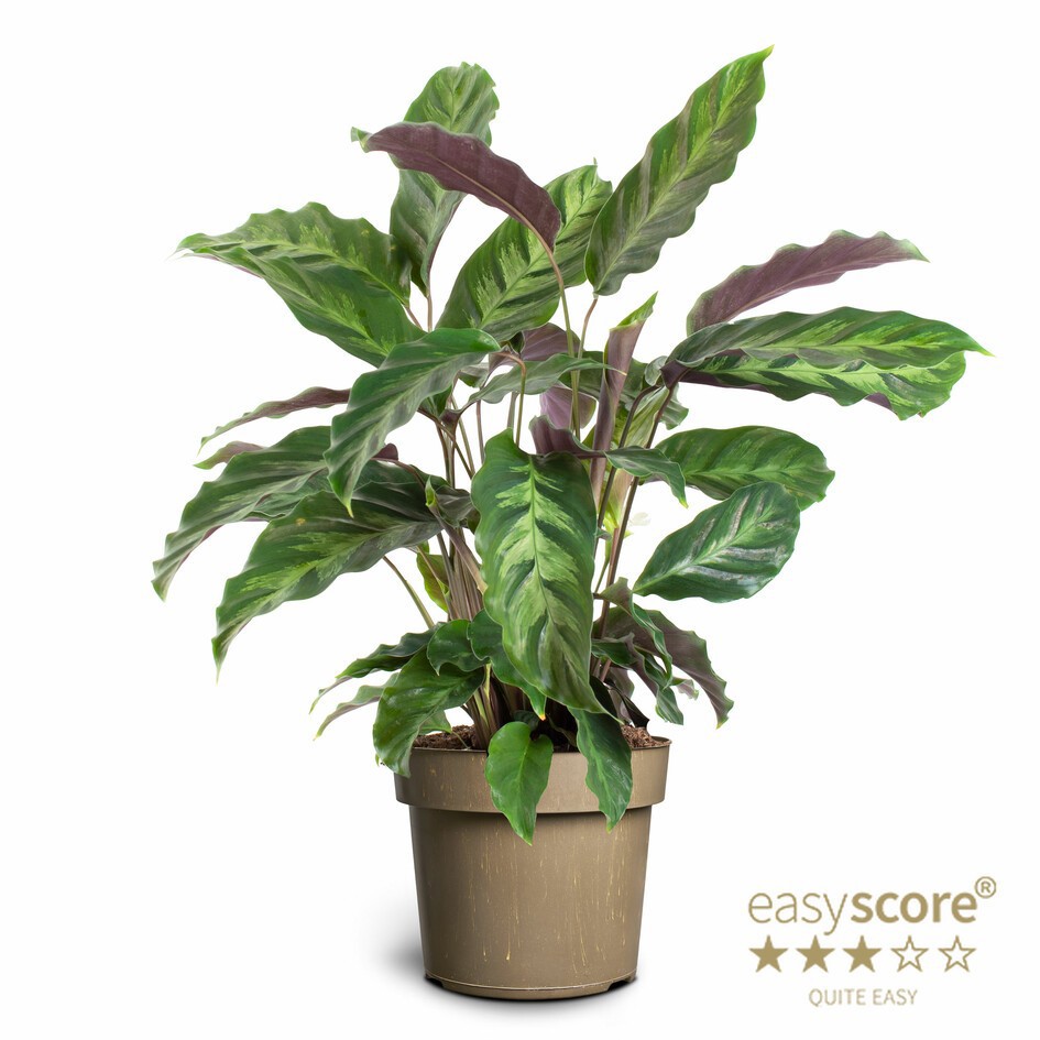 CALATHEA LOUISAE 'Mistro', D 17