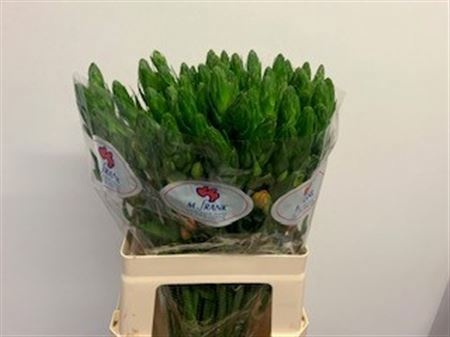 Орнитогалум Голд Стар 60, шт.