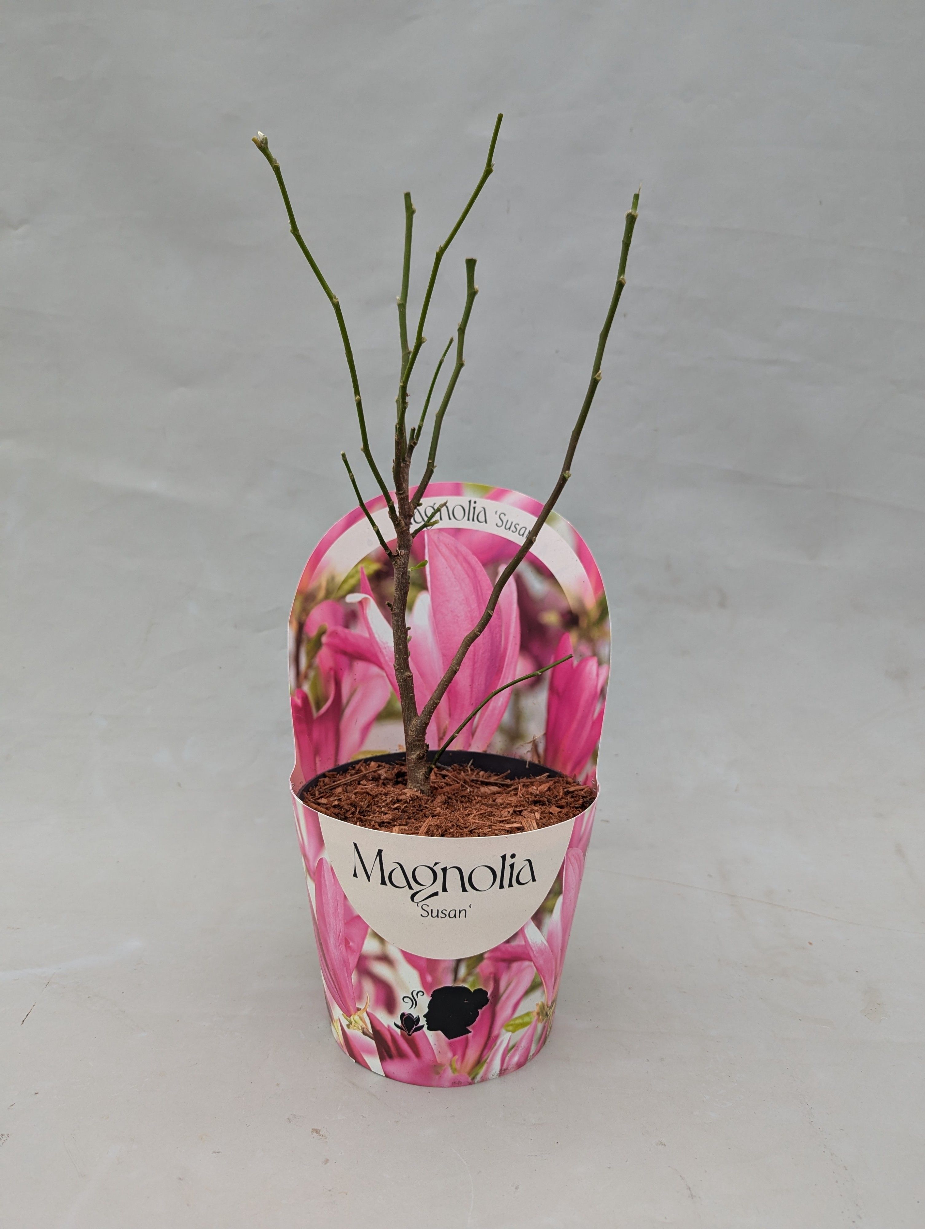 Magnolia 'Susan' 17 cm in potcover, D 17
