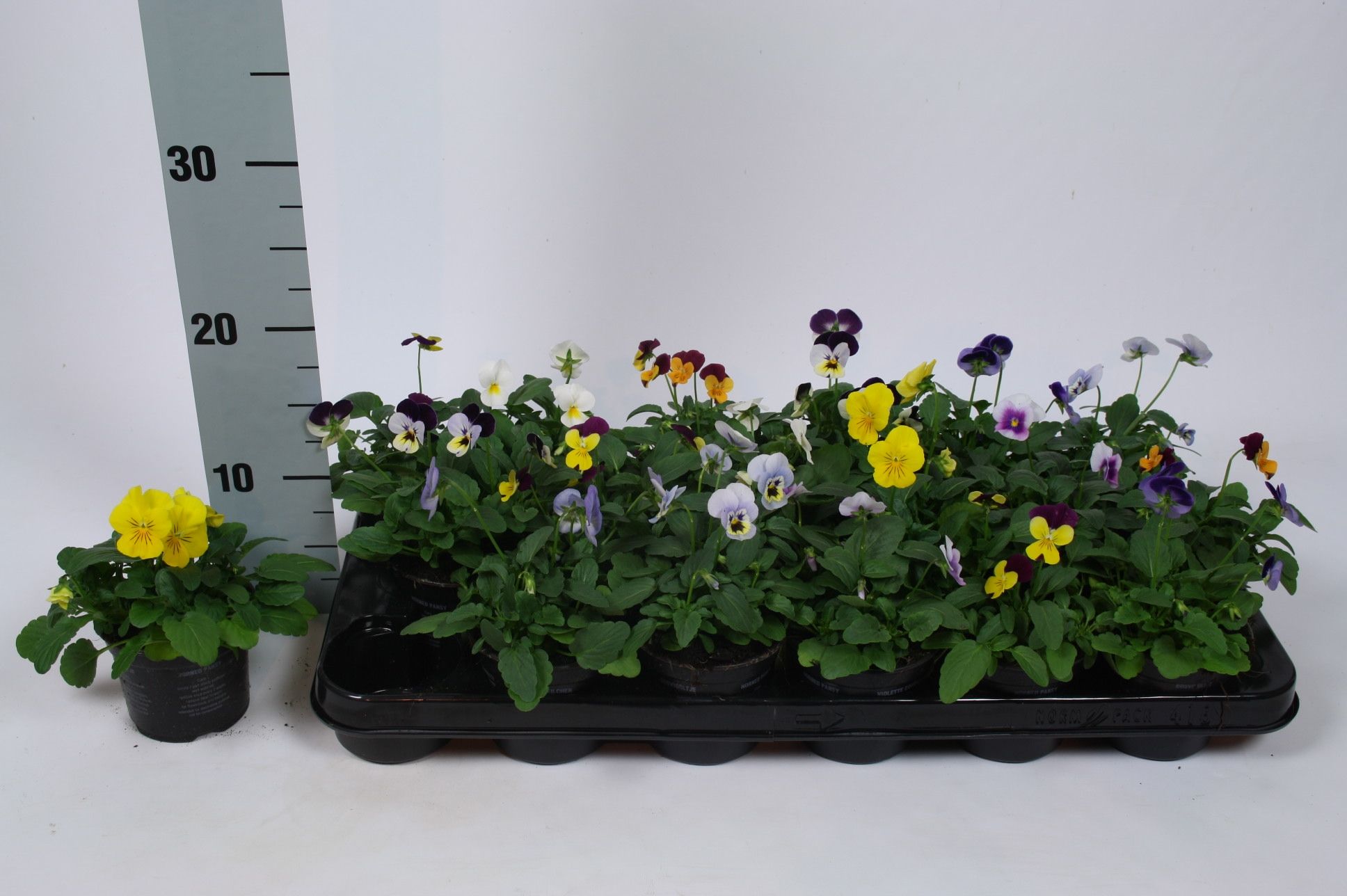 Viola Cornuta mix in tray, D 9