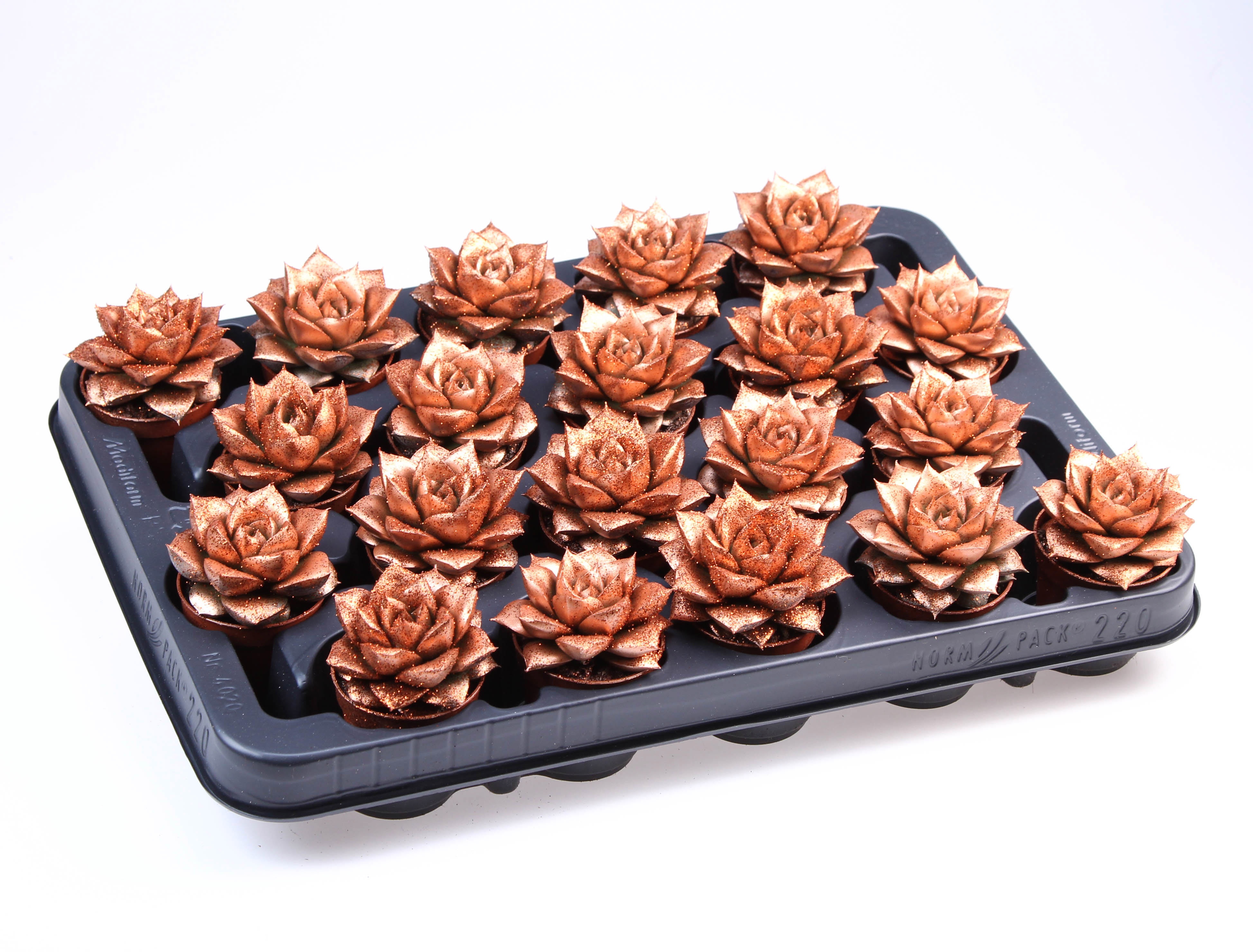 Purper brons + bio glitter, D 5,5