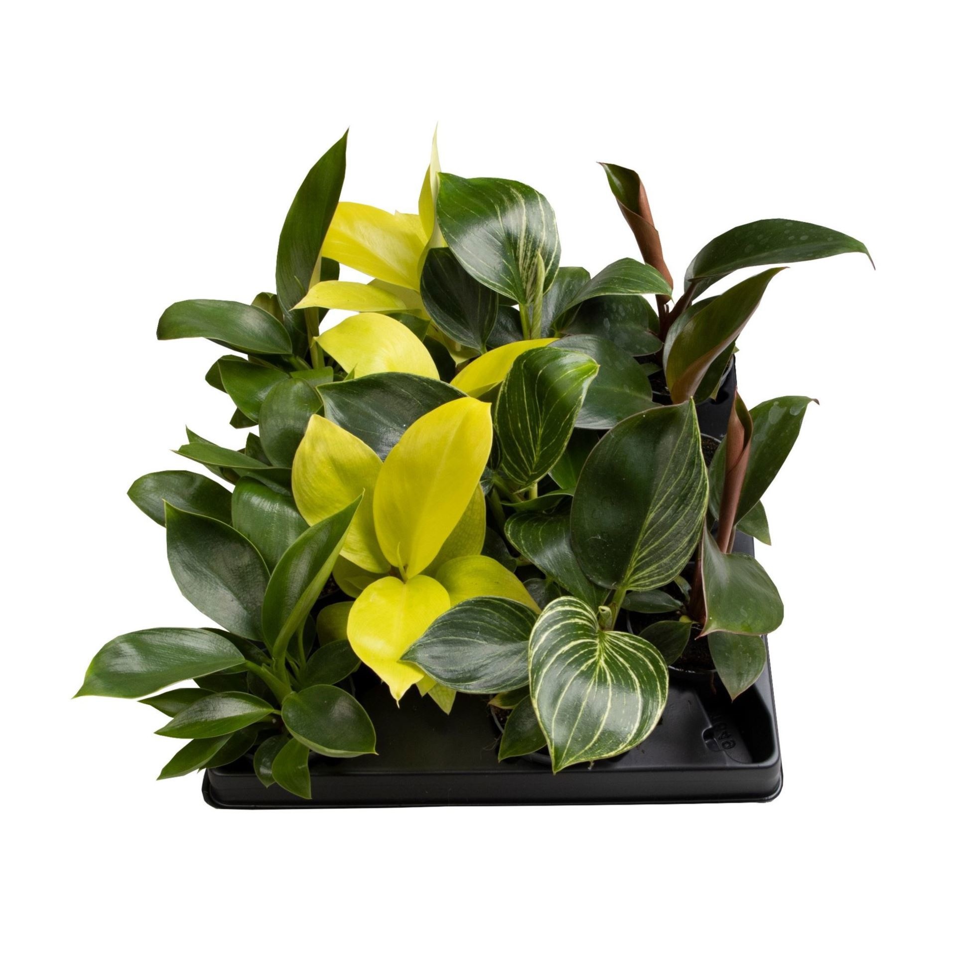Philodendron Mix, D 6
