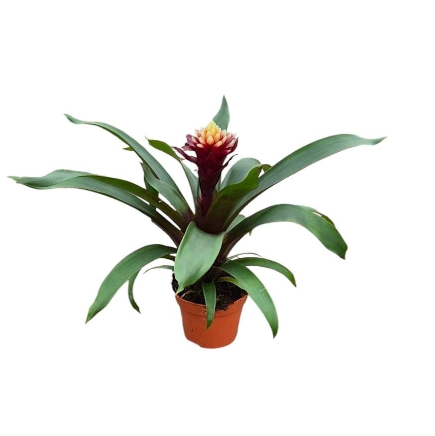 Guzmania Paulina, D 12