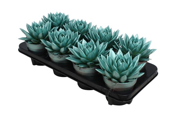 Miranda coloured metallic green, D 12