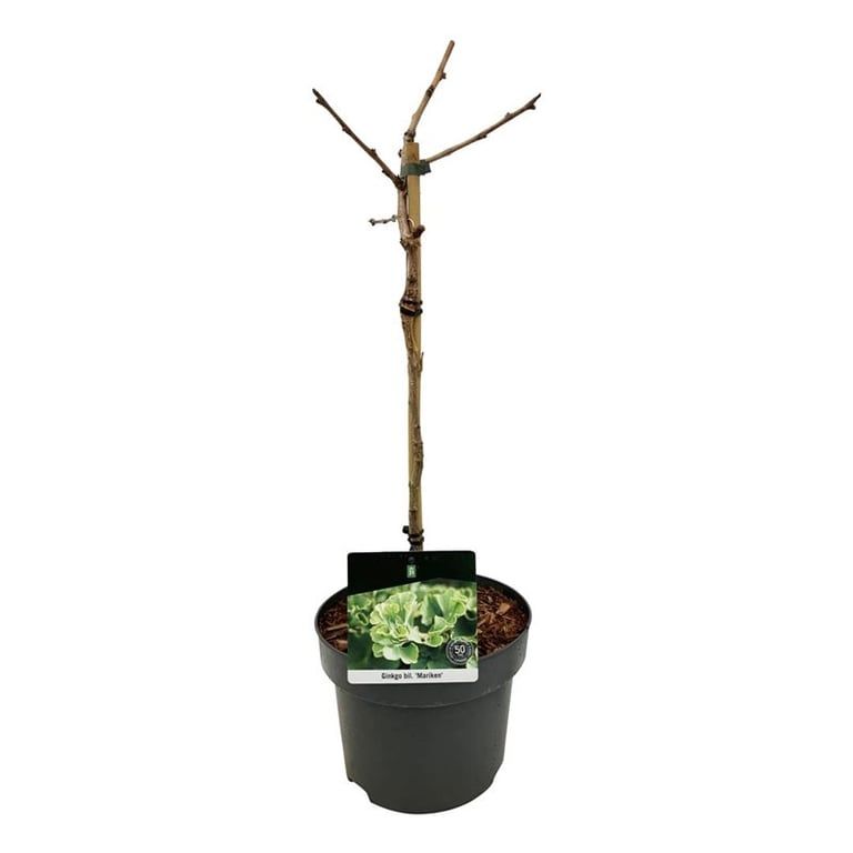 Ginkgo biloba 'Mariken', D 21