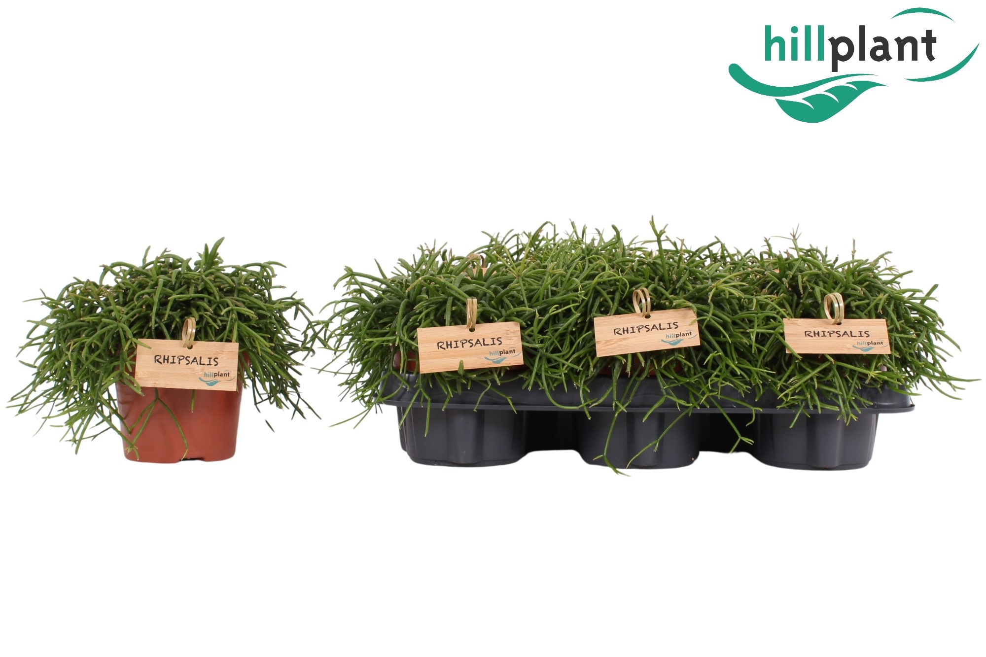 Rhipsalis Oasis 12 cm, D 12