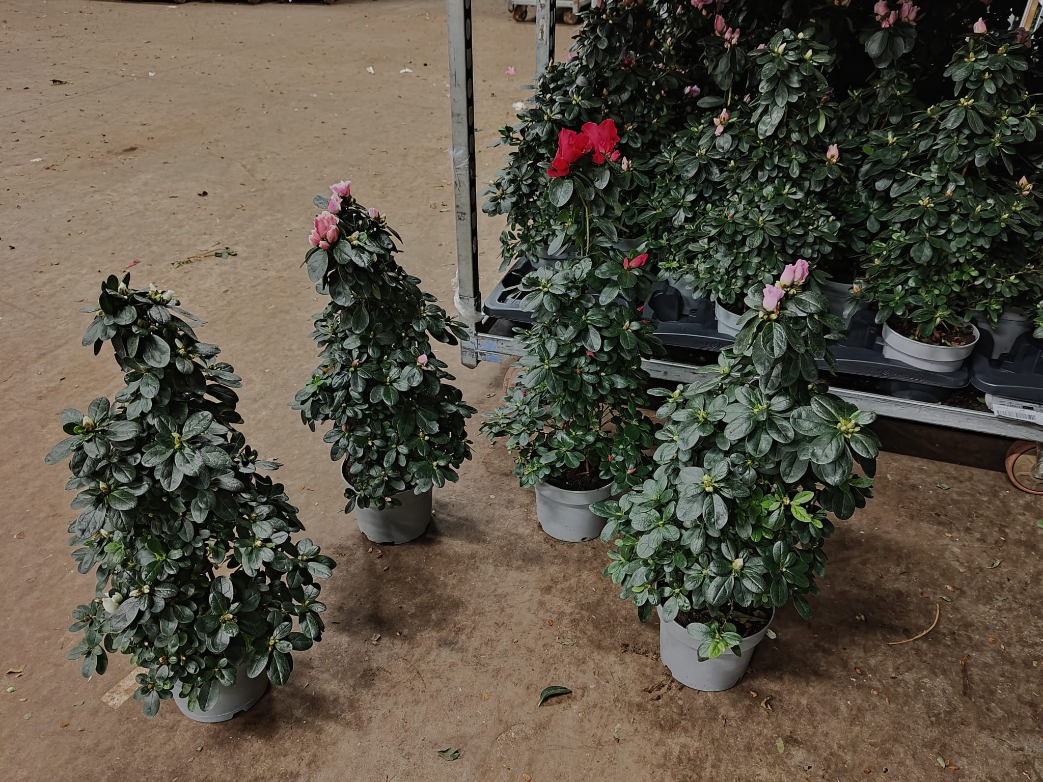 Azalea Flandresse® piramide 'gemengd' 65 cm A2, D 17