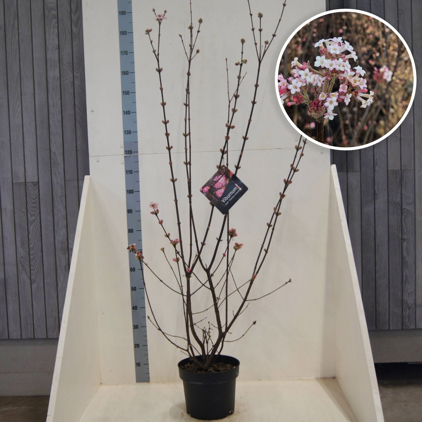 Viburnum bodn. 'Charles Lamont', D 28