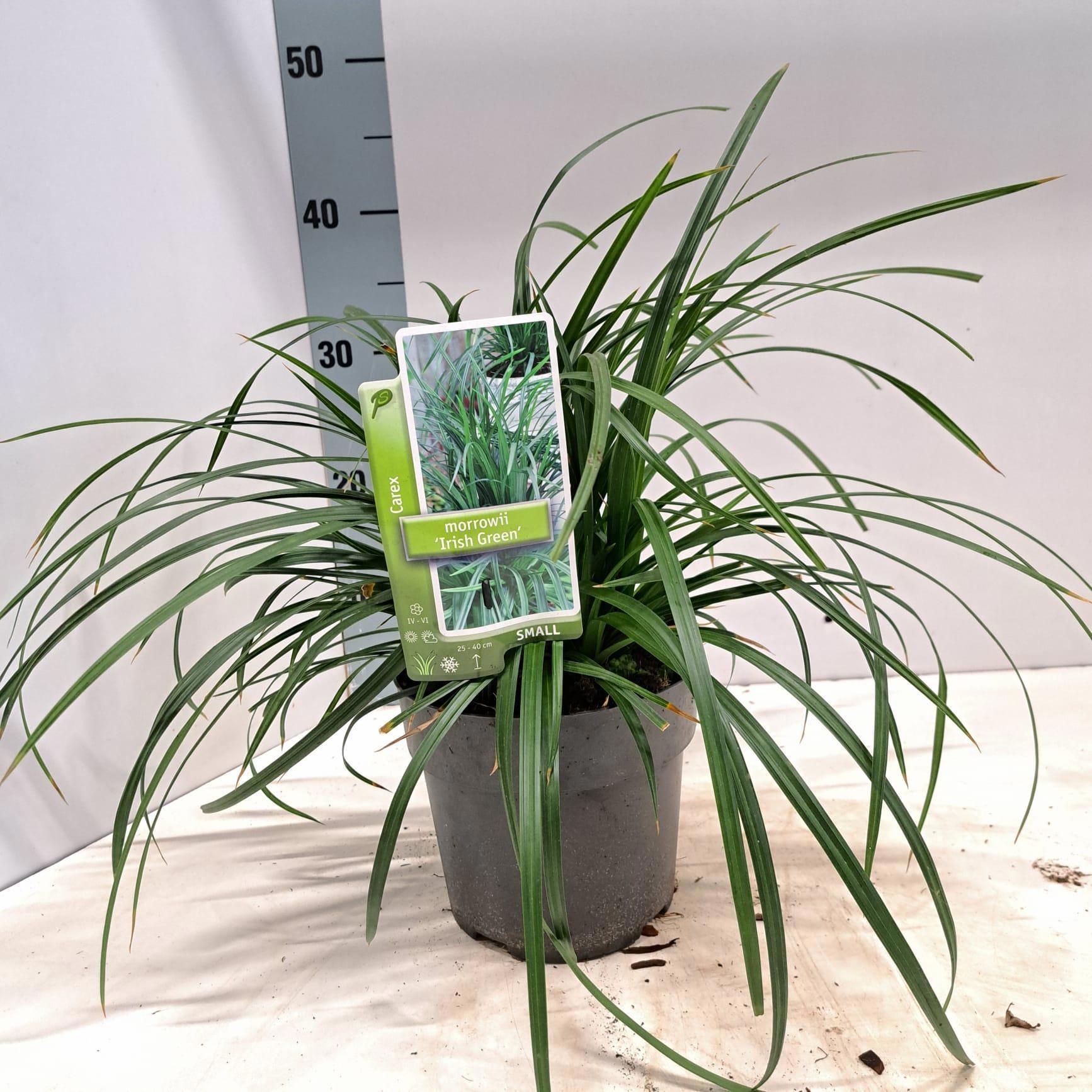 Carex morrowii 'Irish Green', D 17