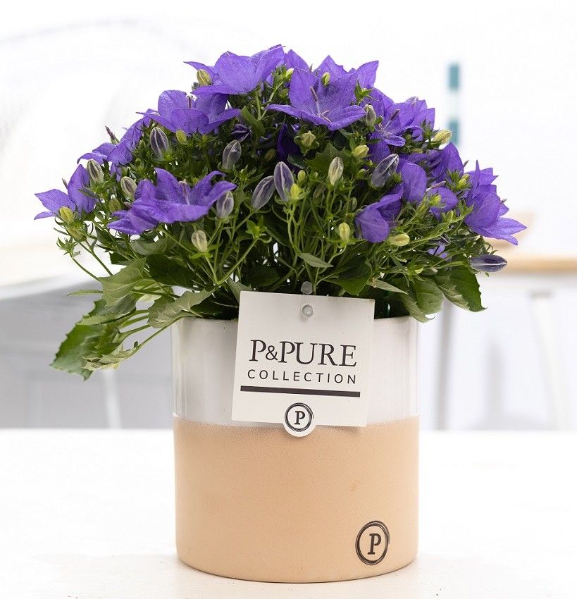 Campanula 'Napoli' Pure Rosy, D 13