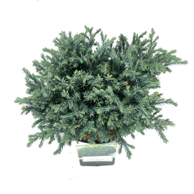 Chamaecyparis p. 'Blue Moon', D 18