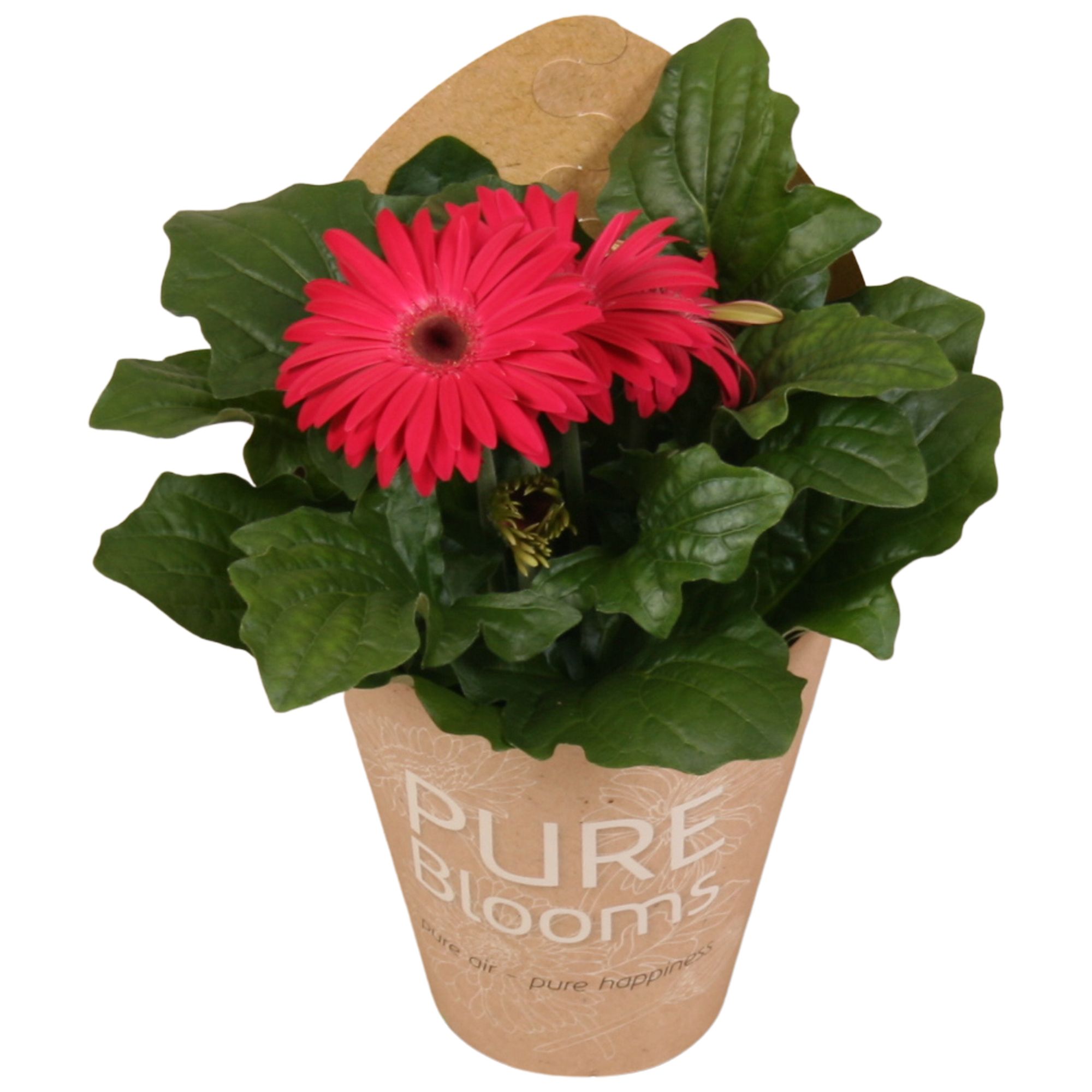 Gerbera paars 2+ bl12 cm in Pure Blooms draagtas eco, D 12