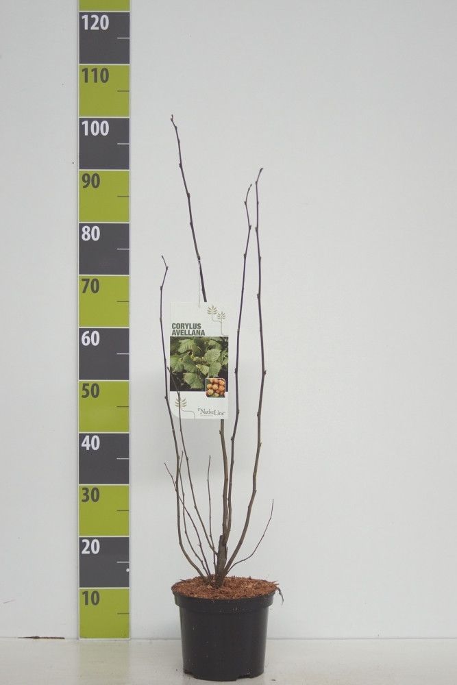 Corylus avellana C 3, D 19
