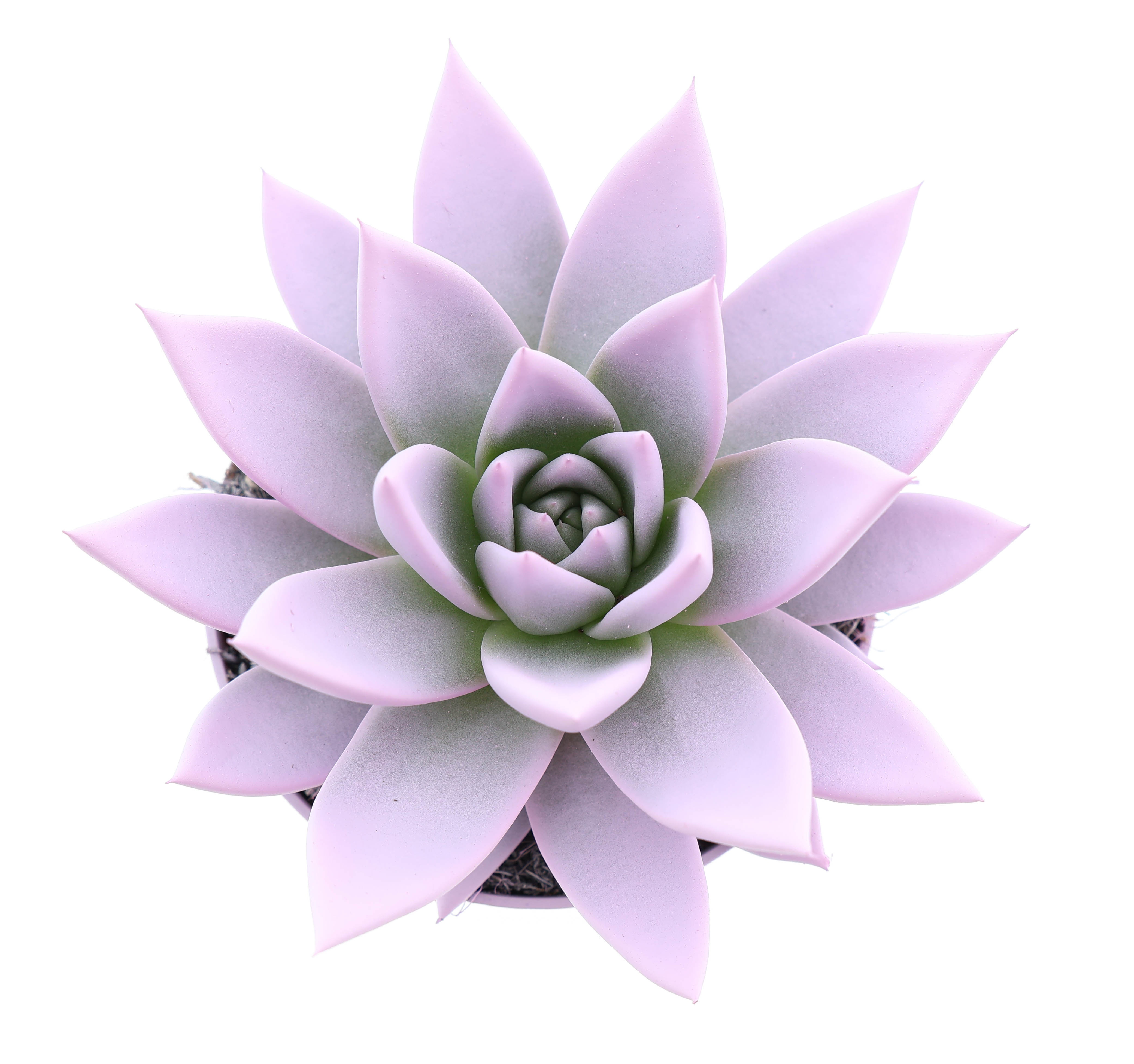 Rainbow baby pink, D 10,5