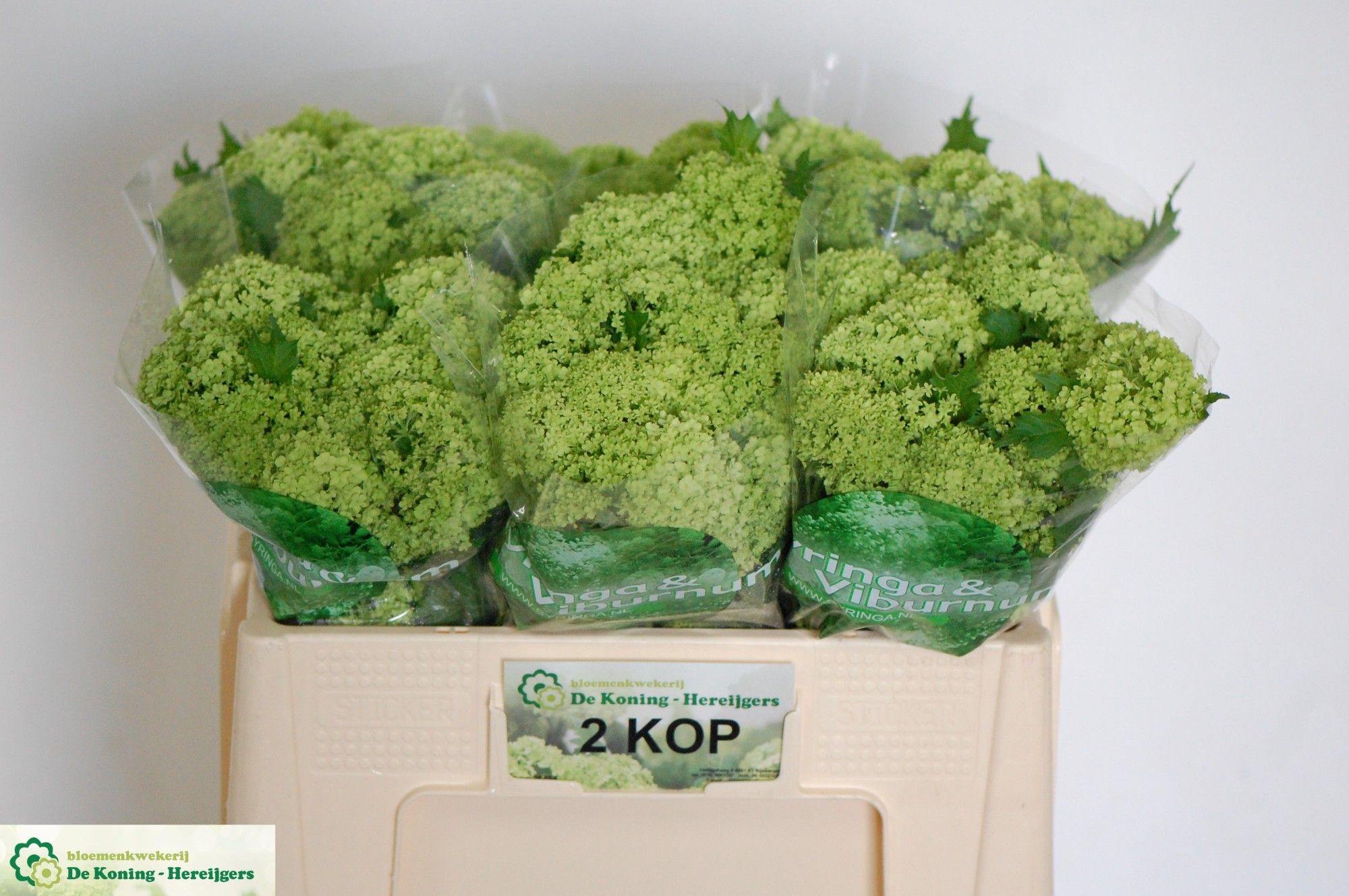 Вибурнум Розеум 50 (зел.), шт.