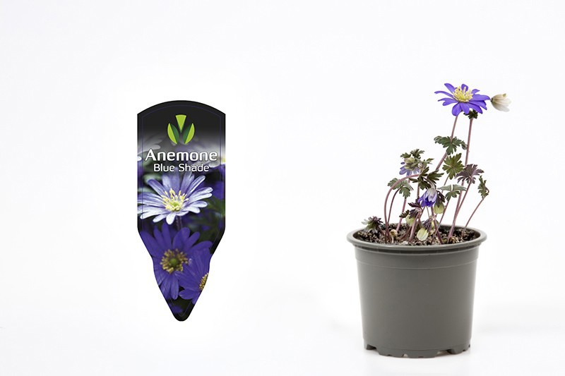 ANEMONE BLANDA 'BLUE SHADES', D 9