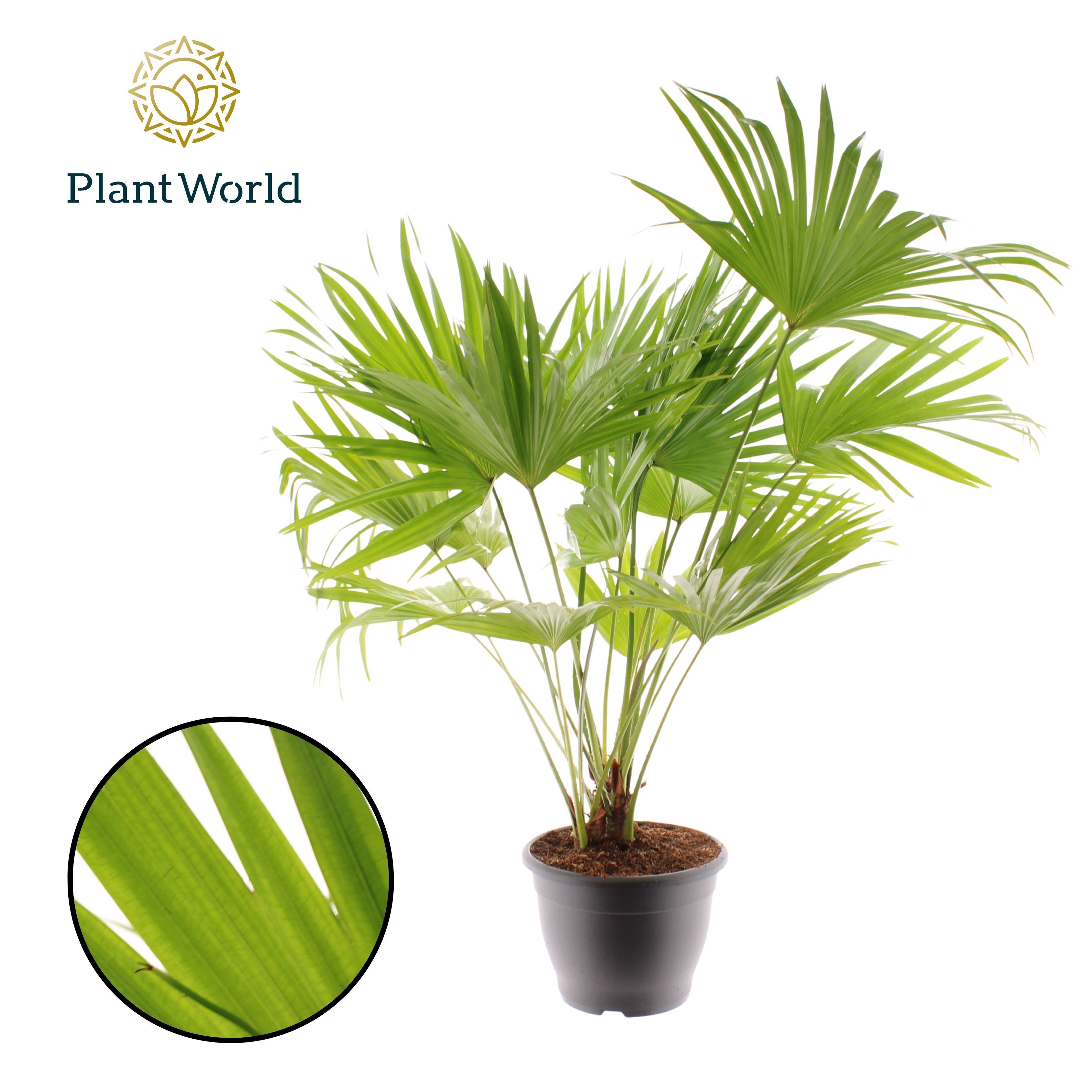 Livistona Rotundifolia 3pp, D 32