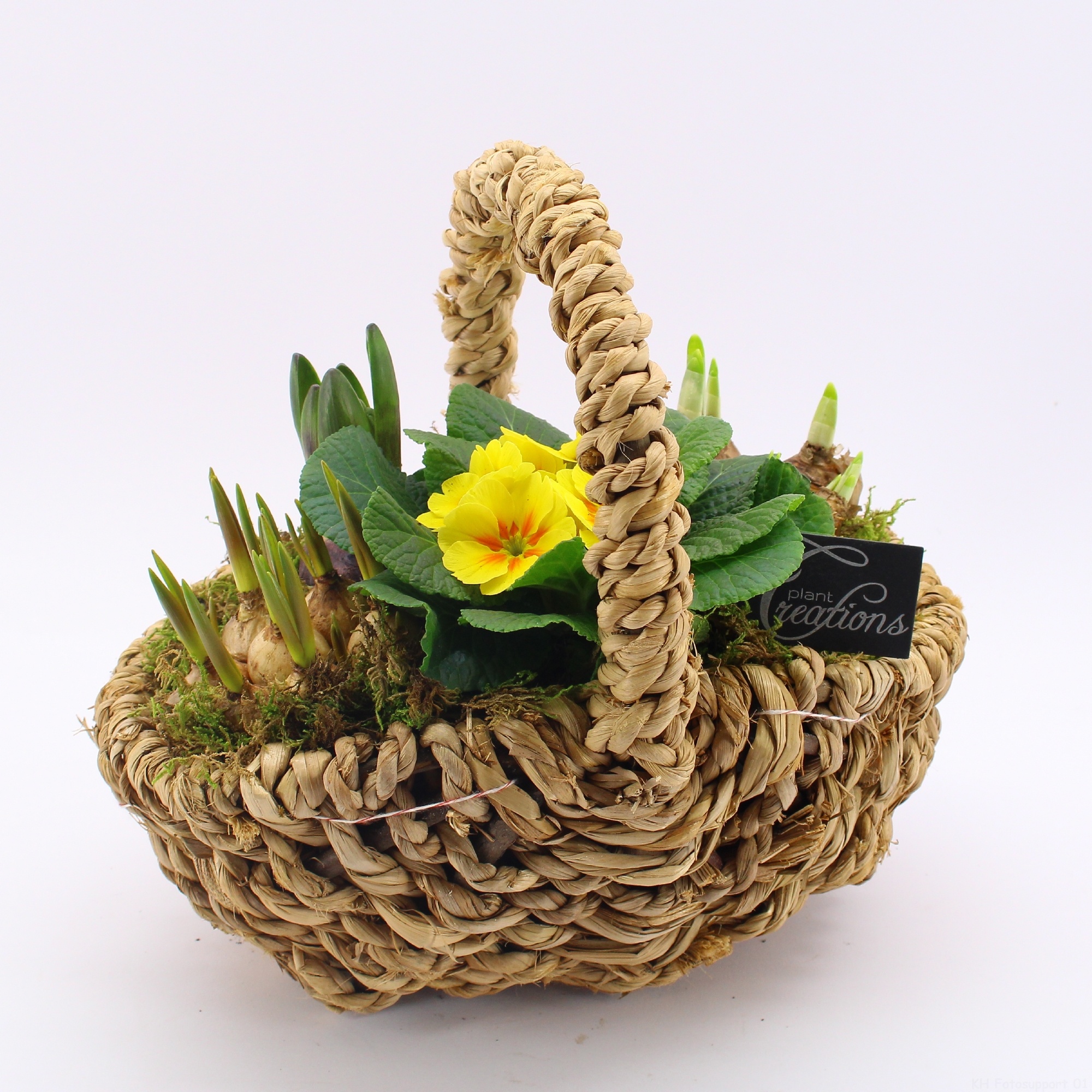 PMCR-2644 Primula creations, D 30