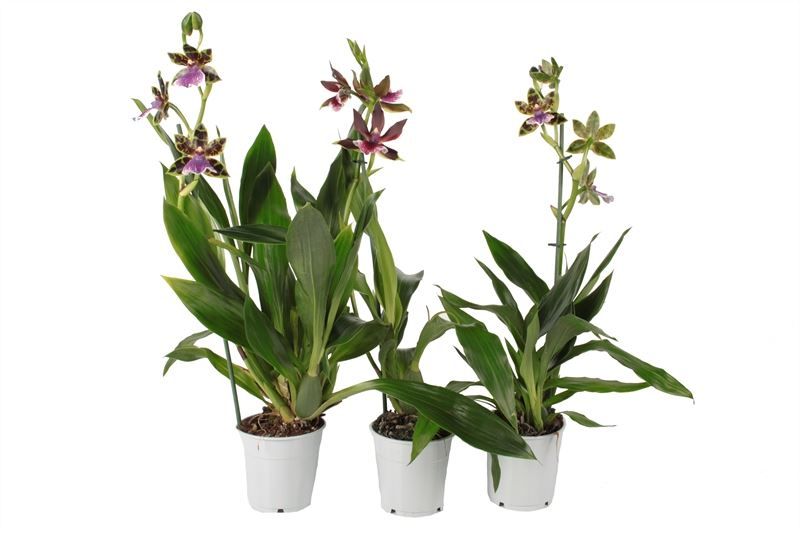 Zygopetalum p12 mix 1T05+, D 12