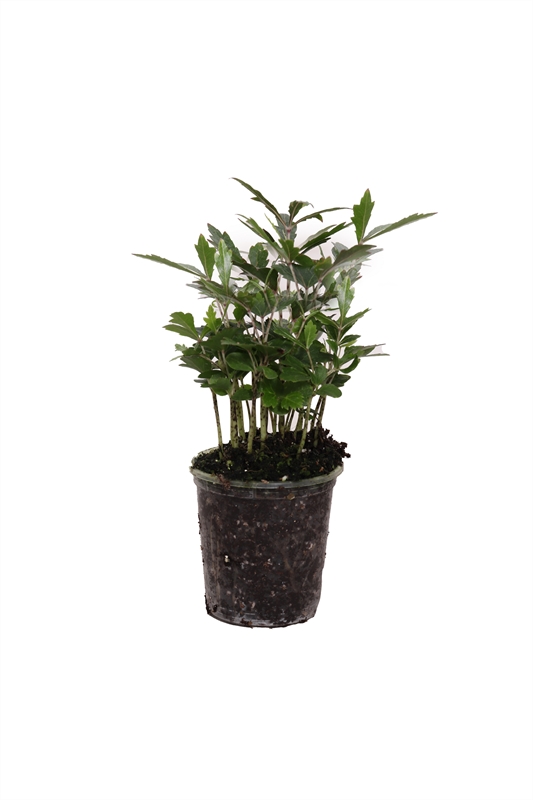 Dizygotheca p06 elegantissima Castor, D 6