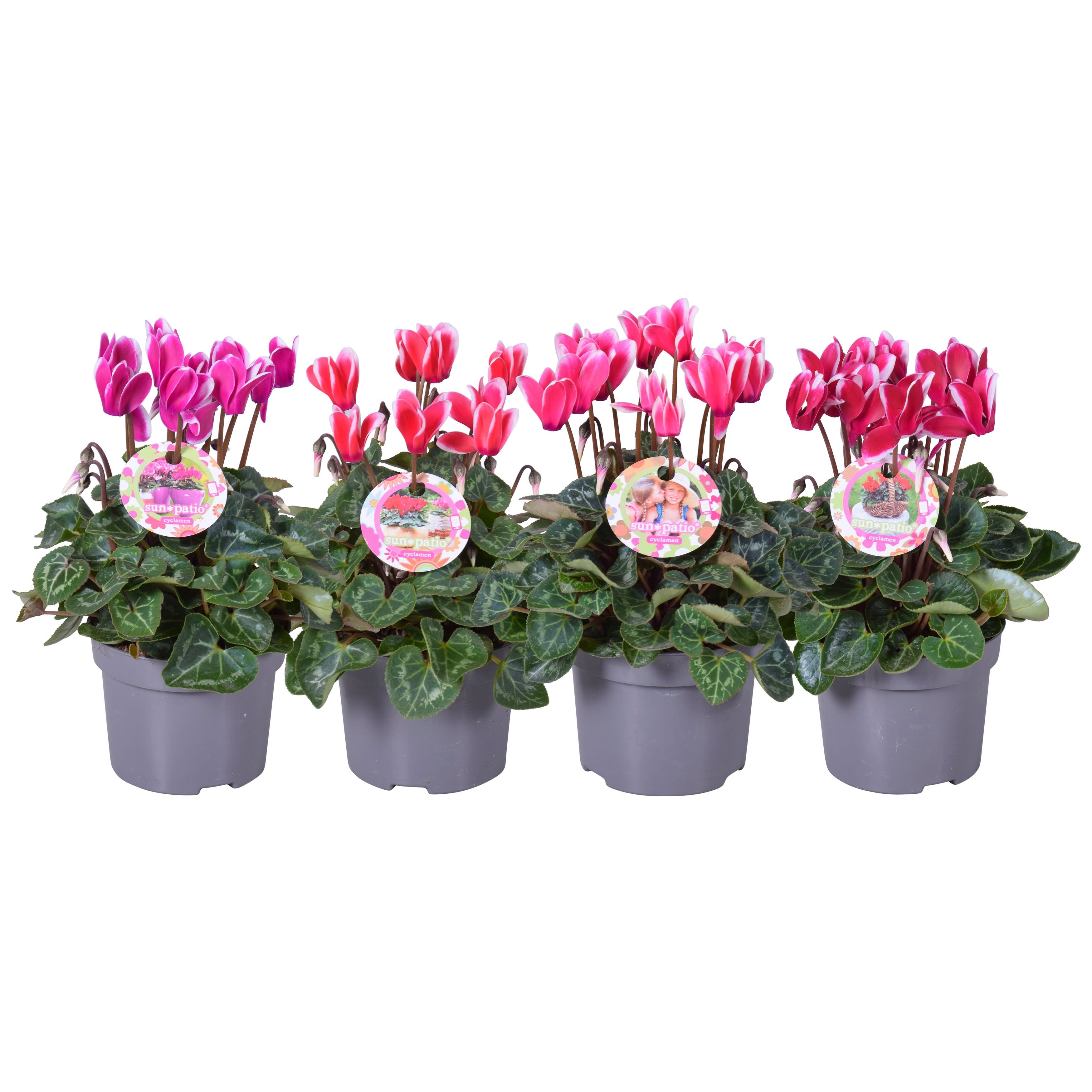 Cycl patio mix fantasia + H.etiket, D 10,5