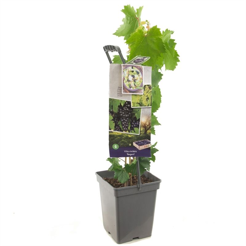 Vitis vin. Regent - draagbeugel Blauwe tafeldruif, D 18